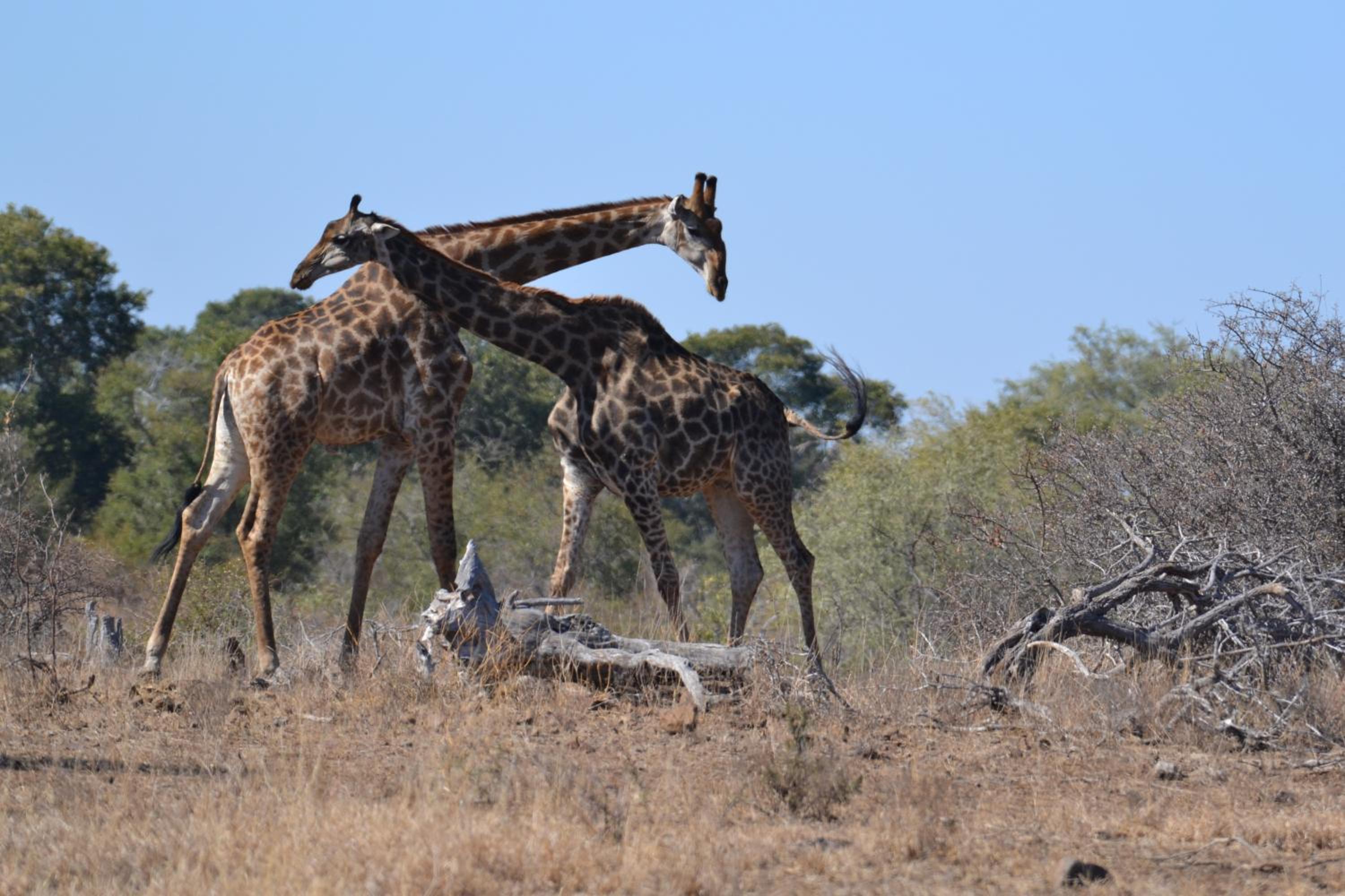 Deluxe Tent with Game Drive - Photo 41