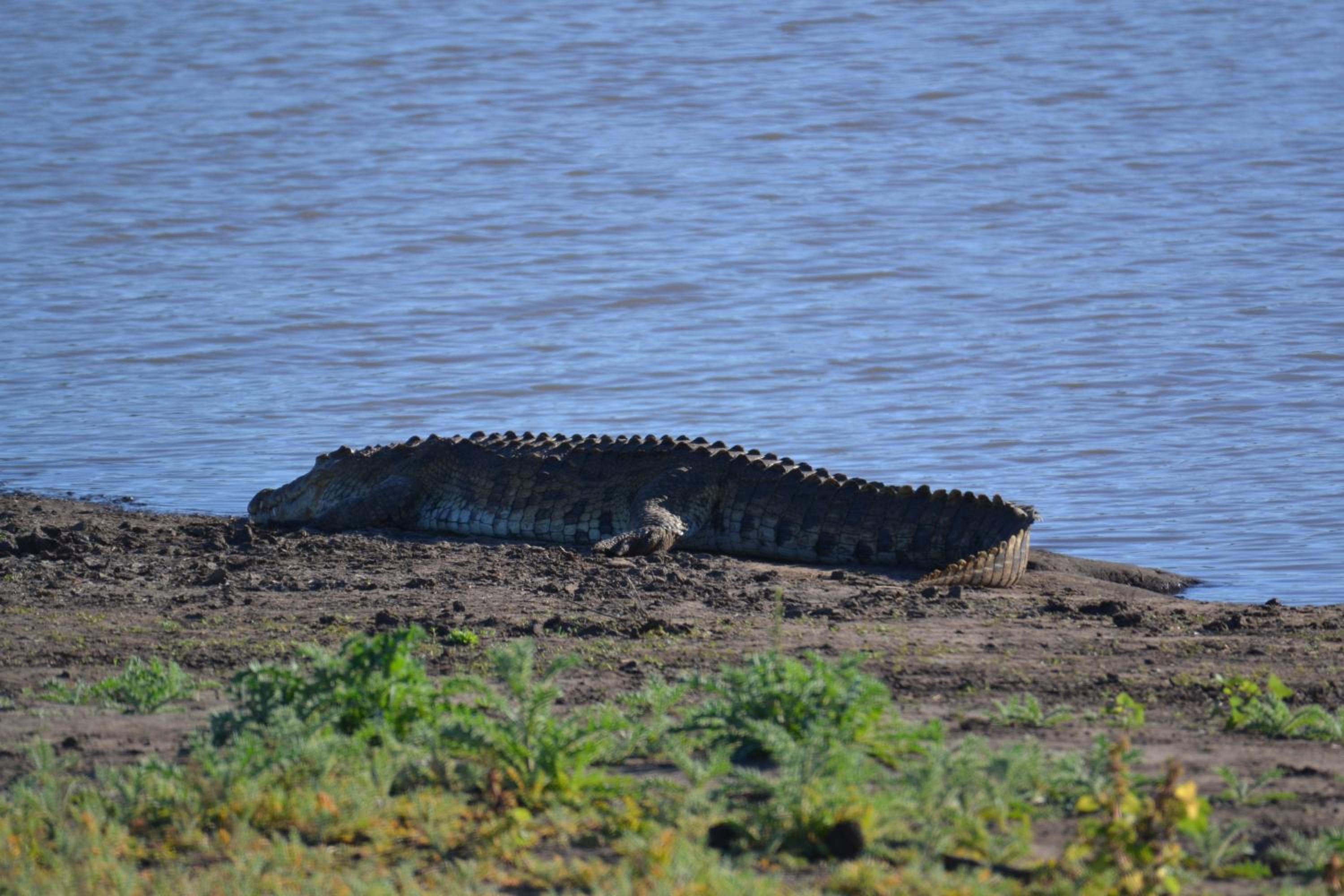 Deluxe Tent with Game Drive - Photo 14