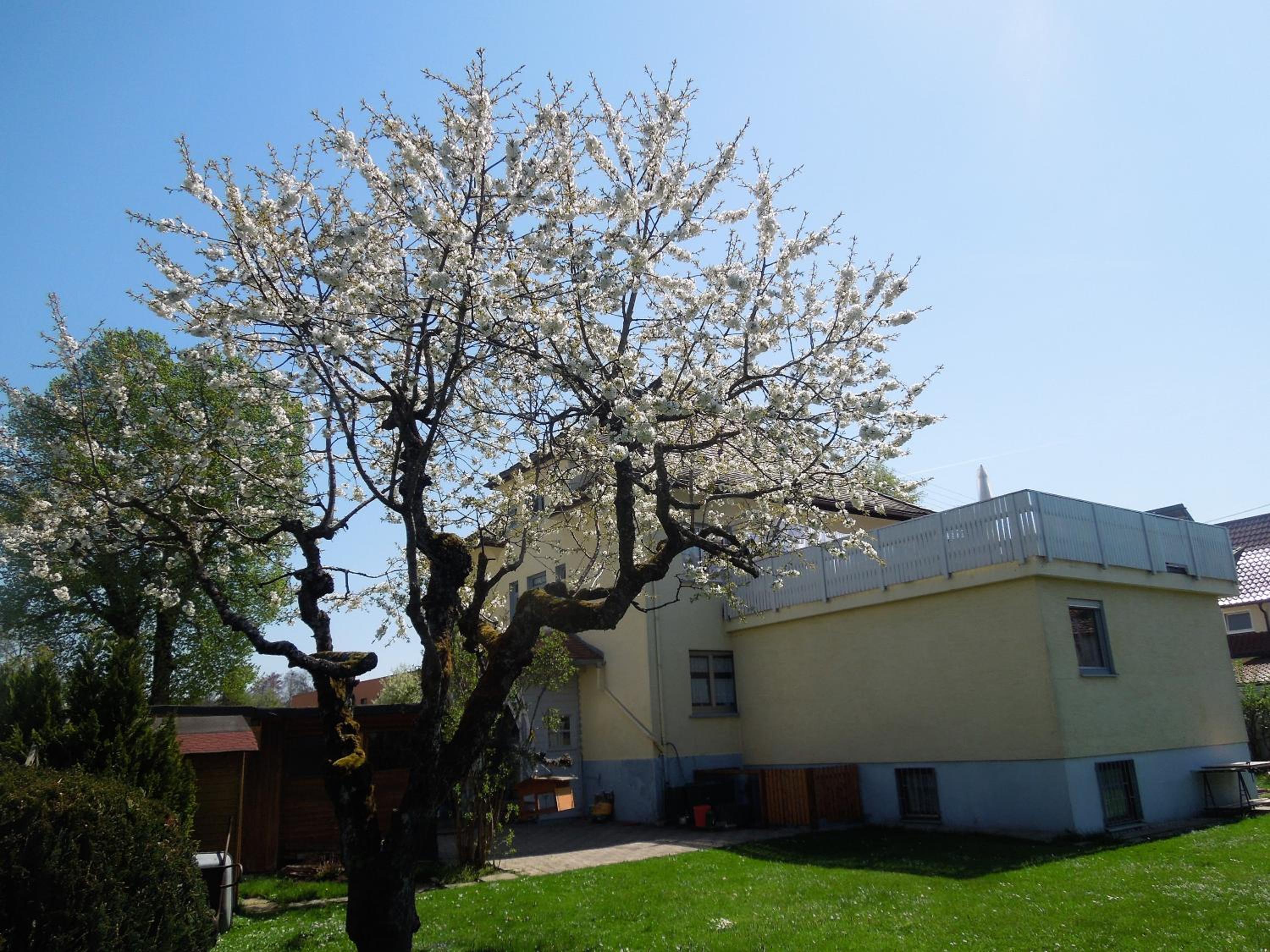 Apartment With Garden View photo 3