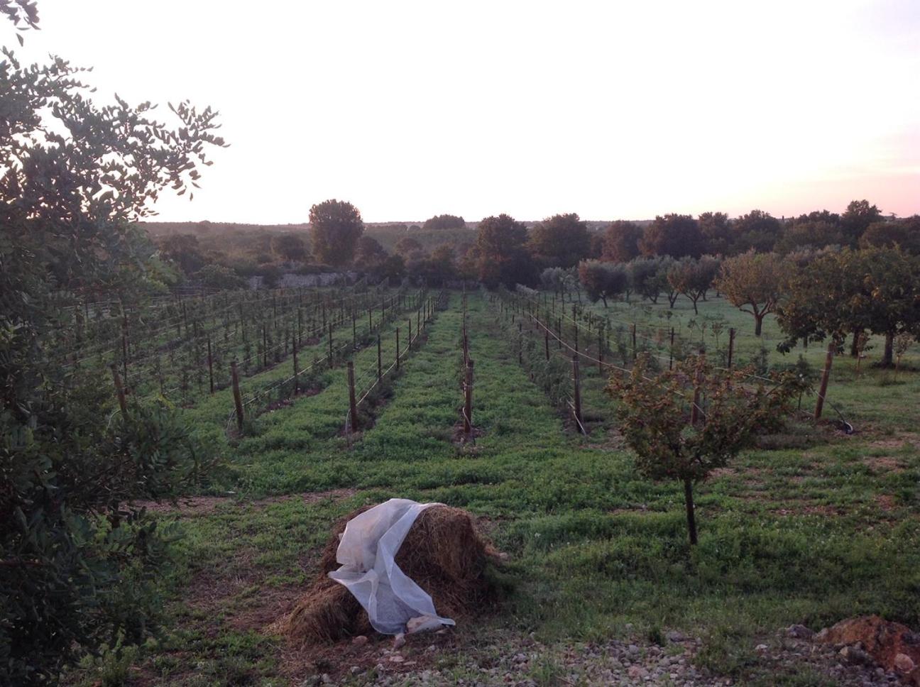 Trullo with Private Pool photo 3