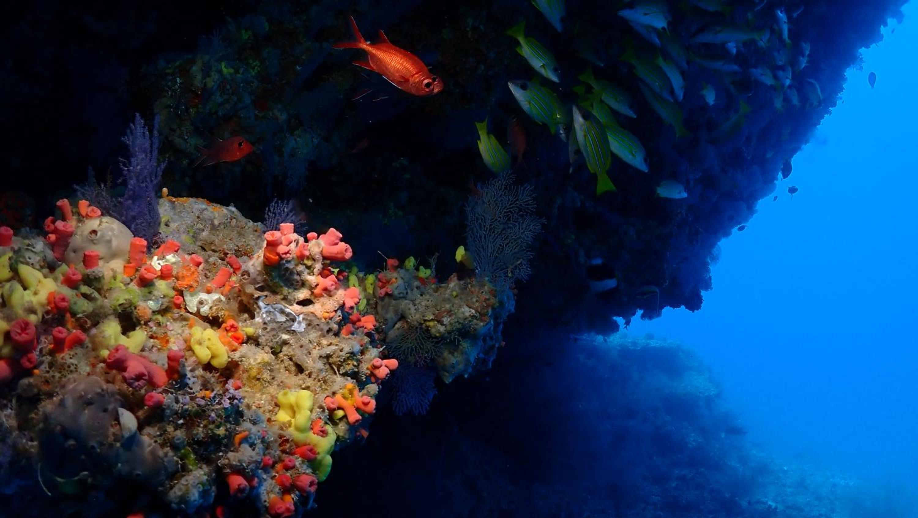 Deluxe Double or Twin Room with Two Dives per day photo 2