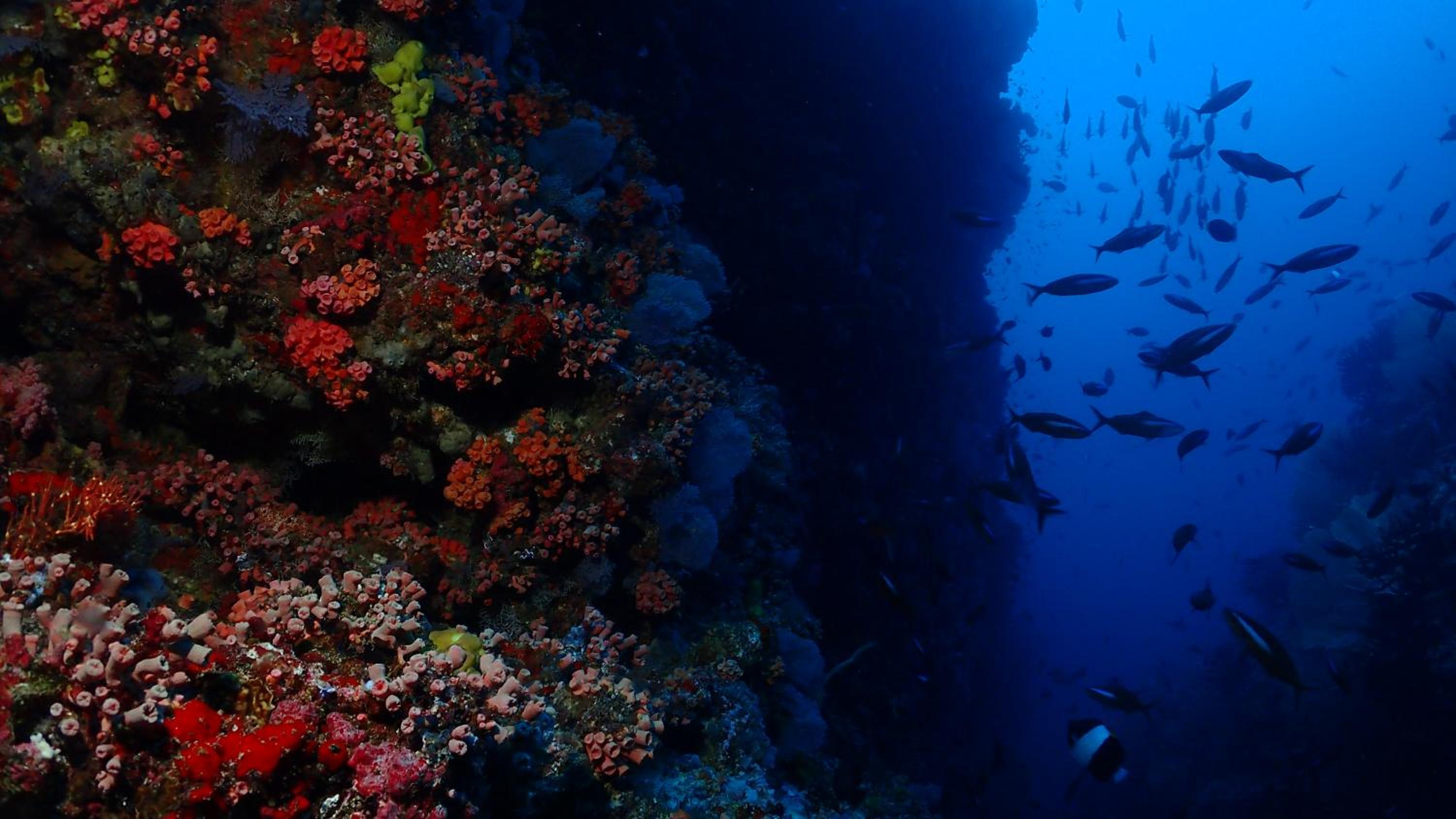 Deluxe Double or Twin Room with Three Dives per day photo 3