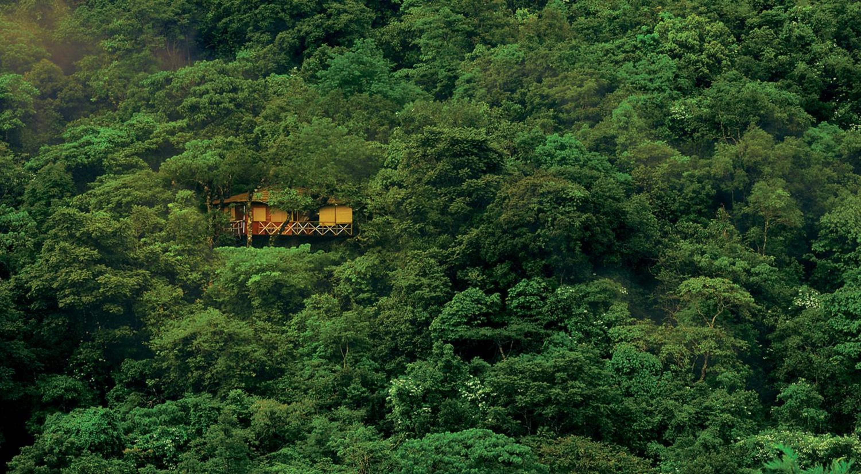 Regular Tree House photo 3