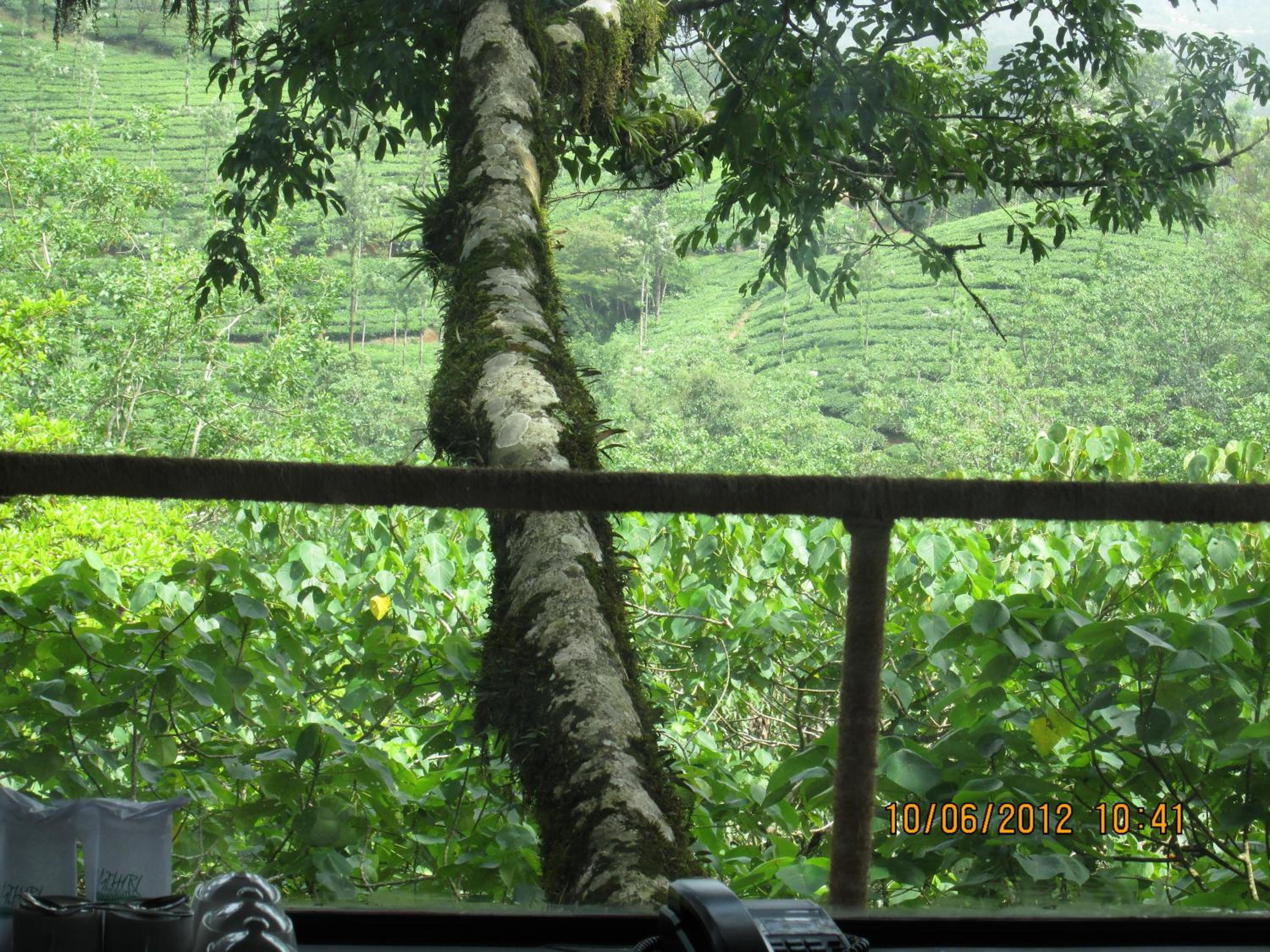Regular Tree House photo 2