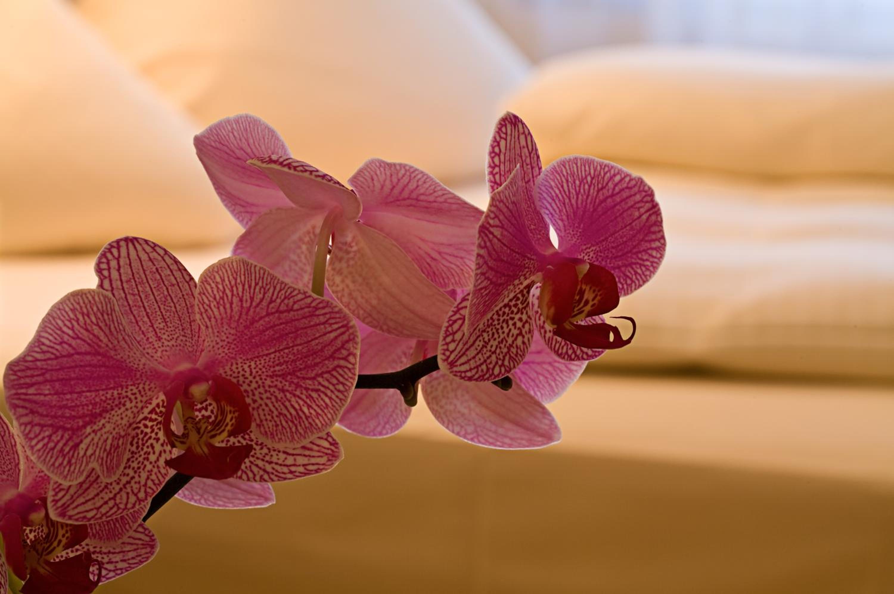 Junior Suite - Photo 6