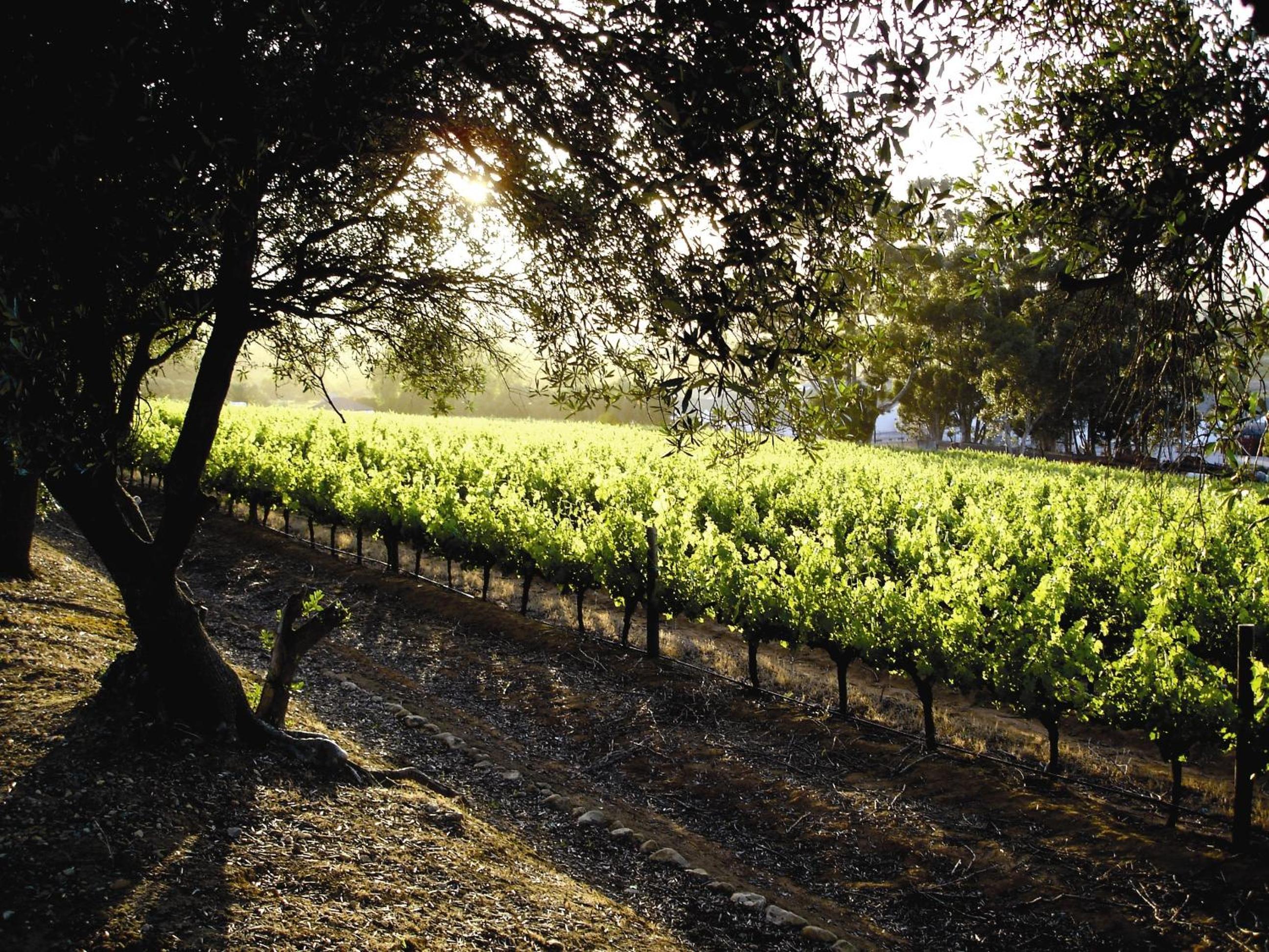 Vineyard Triple Room - Photo 4