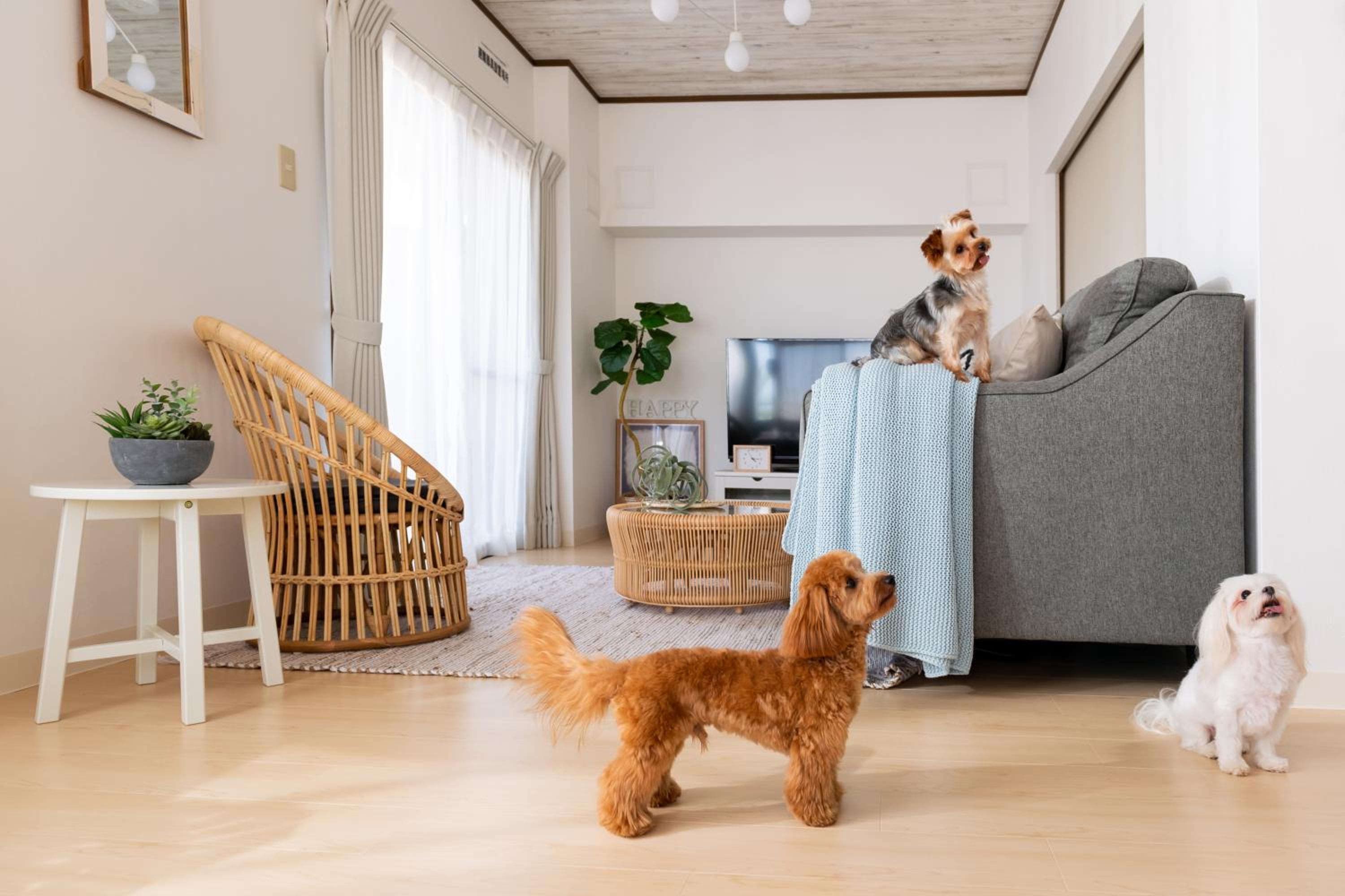 Two-Bedroom Apartment - Small Dog Friendly - Photo 65