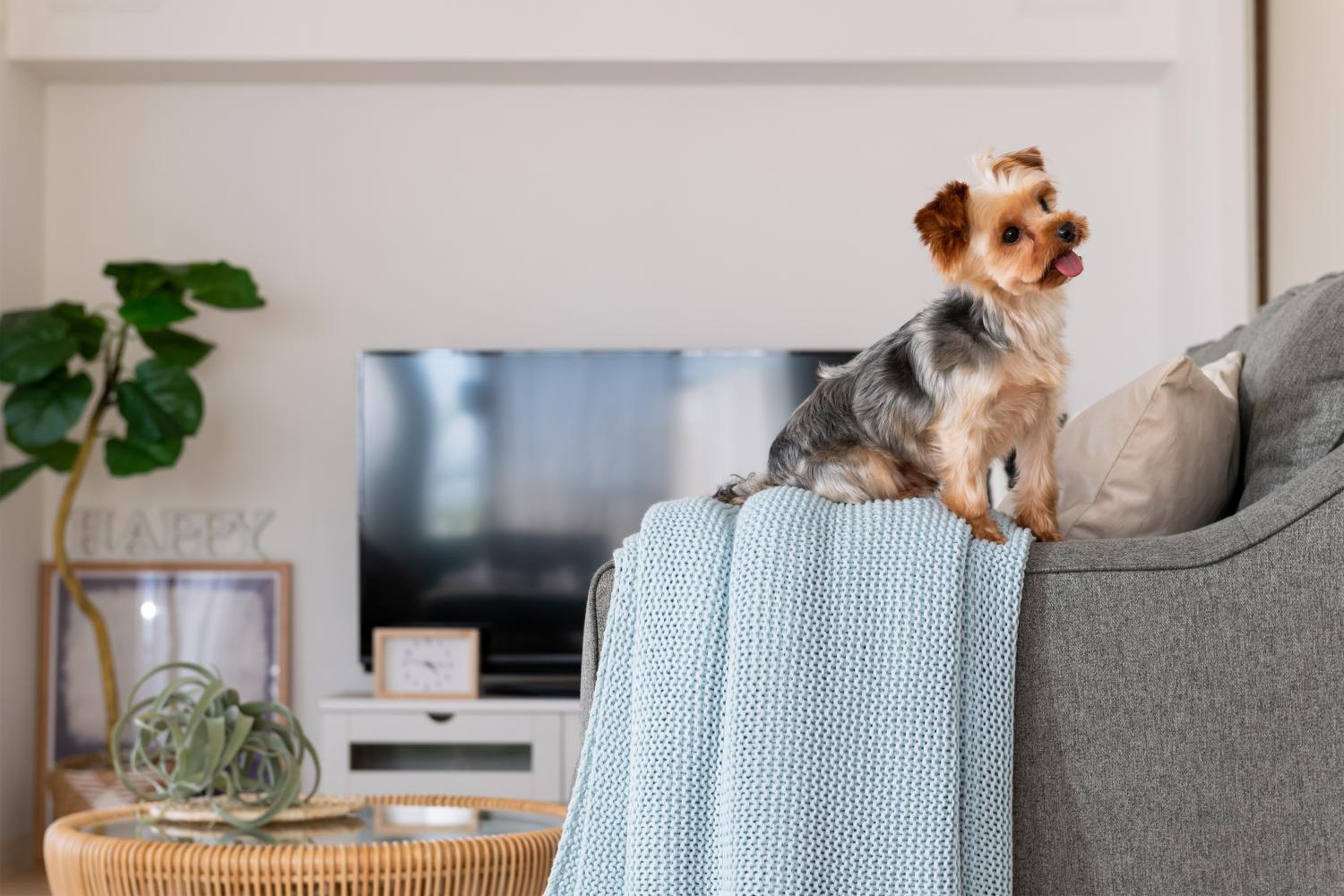 Two-Bedroom Apartment - Small Dog Friendly - Photo 64