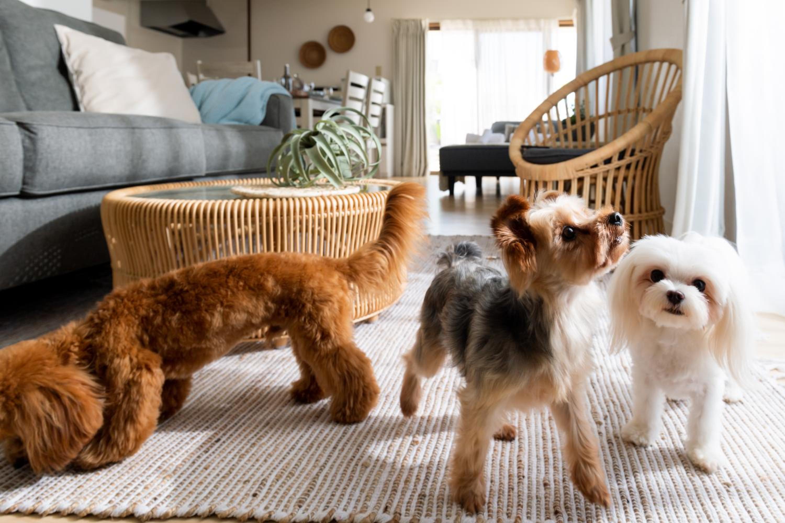 Two-Bedroom Apartment - Small Dog Friendly - Photo 63