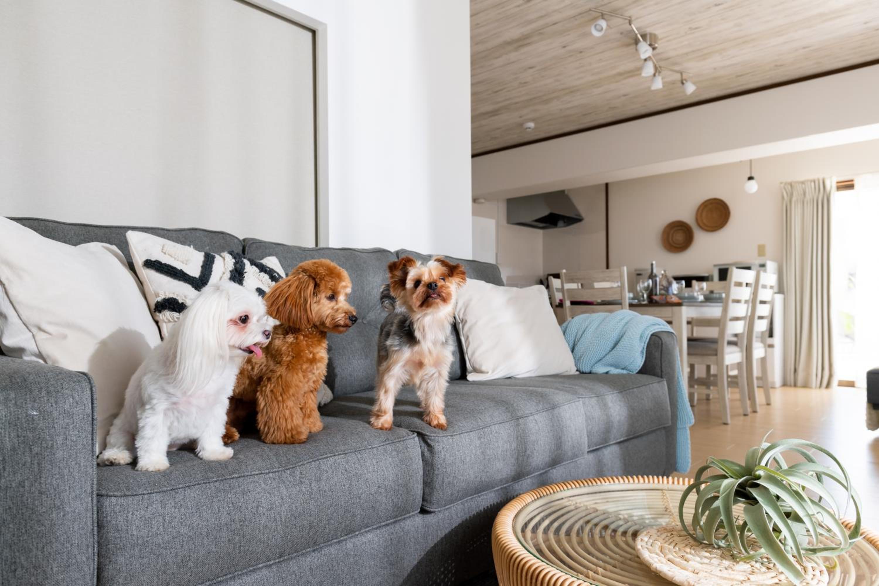 Two-Bedroom Apartment - Small Dog Friendly - Photo 72