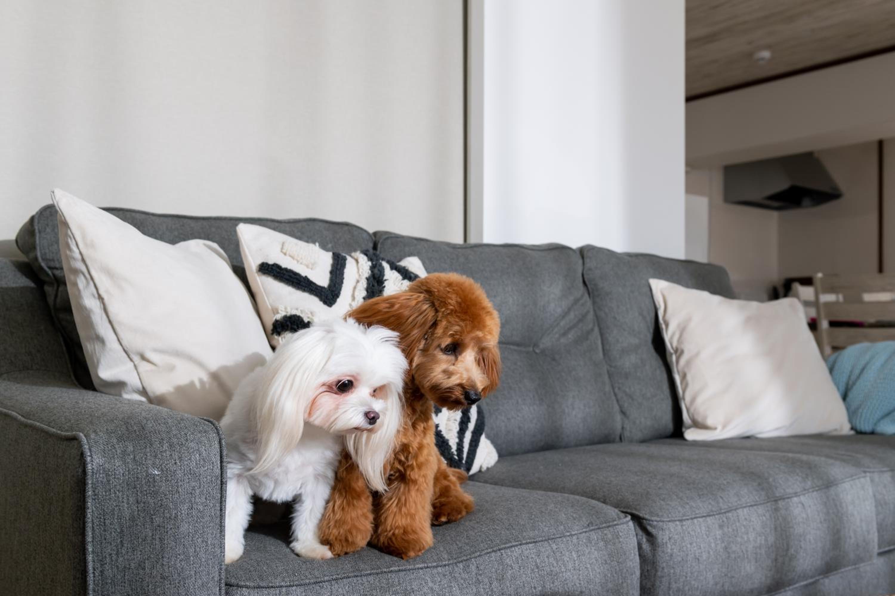 Two-Bedroom Apartment - Small Dog Friendly - Photo 66