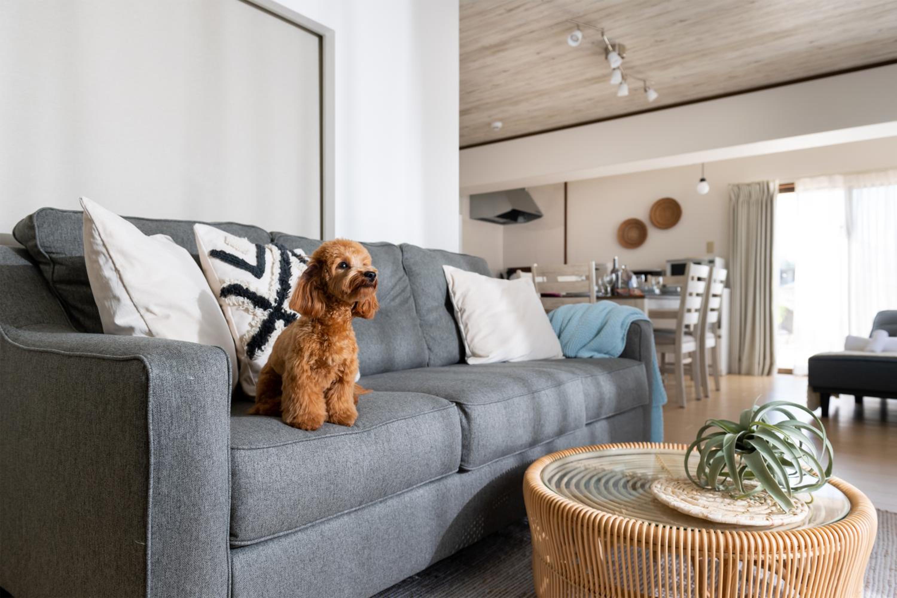Two-Bedroom Apartment - Small Dog Friendly - Photo 62