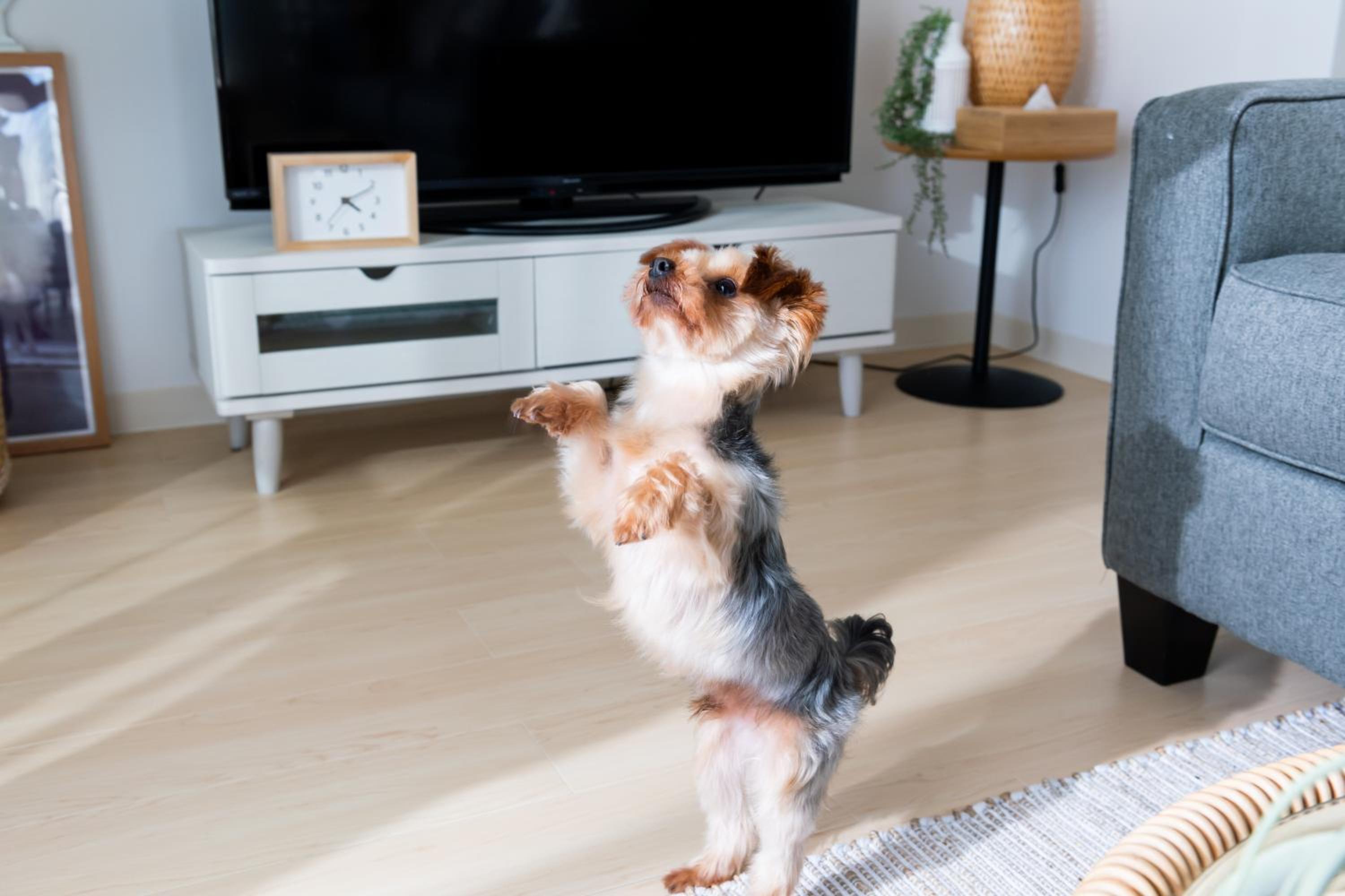 Two-Bedroom Apartment - Small Dog Friendly - Photo 68