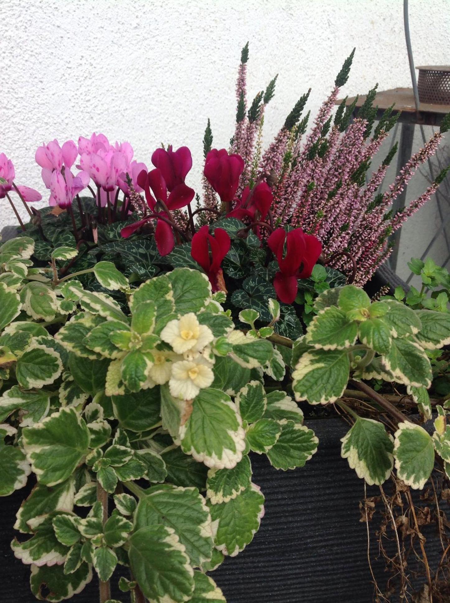 Apartment with Garden View photo 3