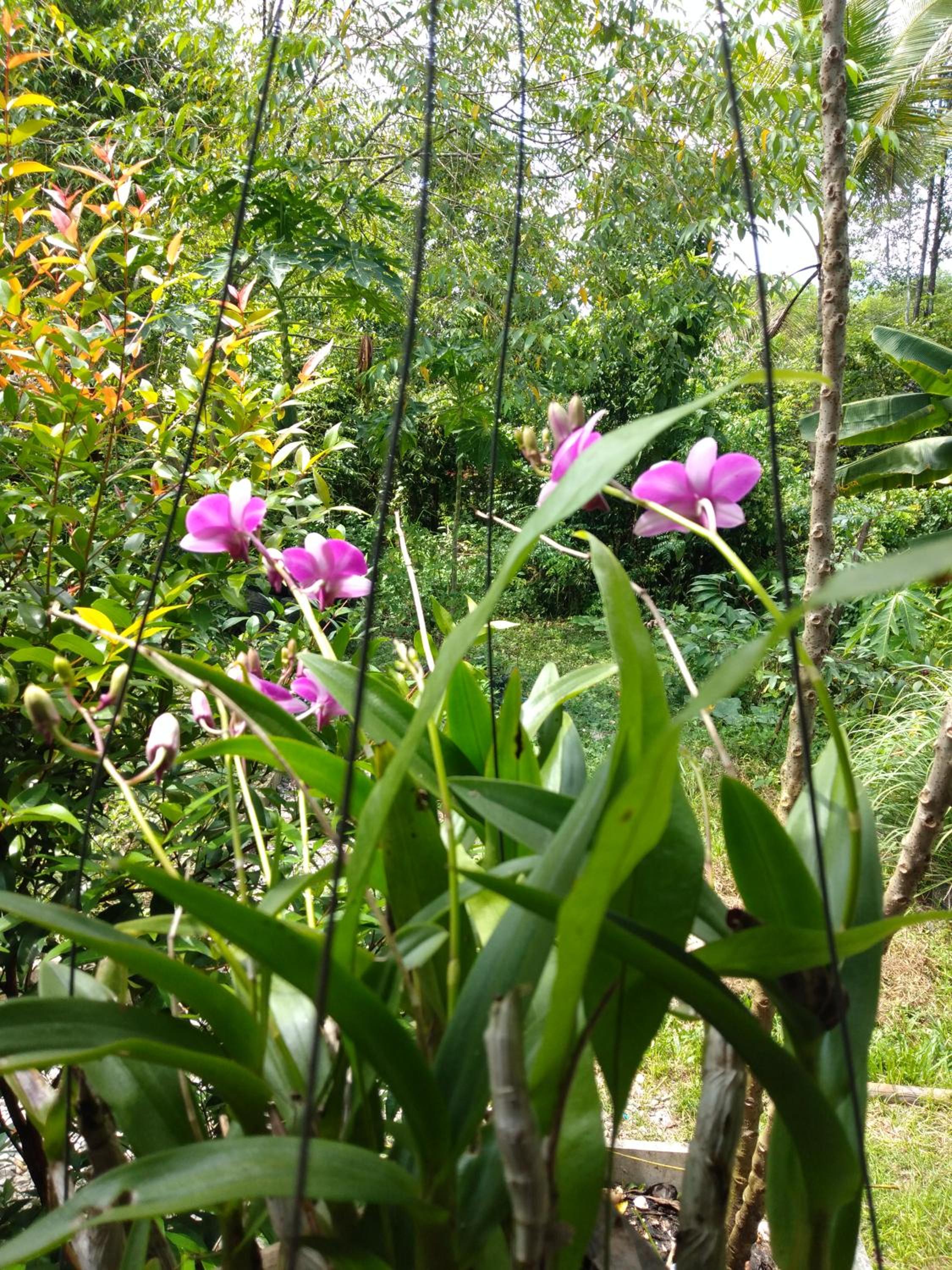 Bungalow with Fan - Photo 14