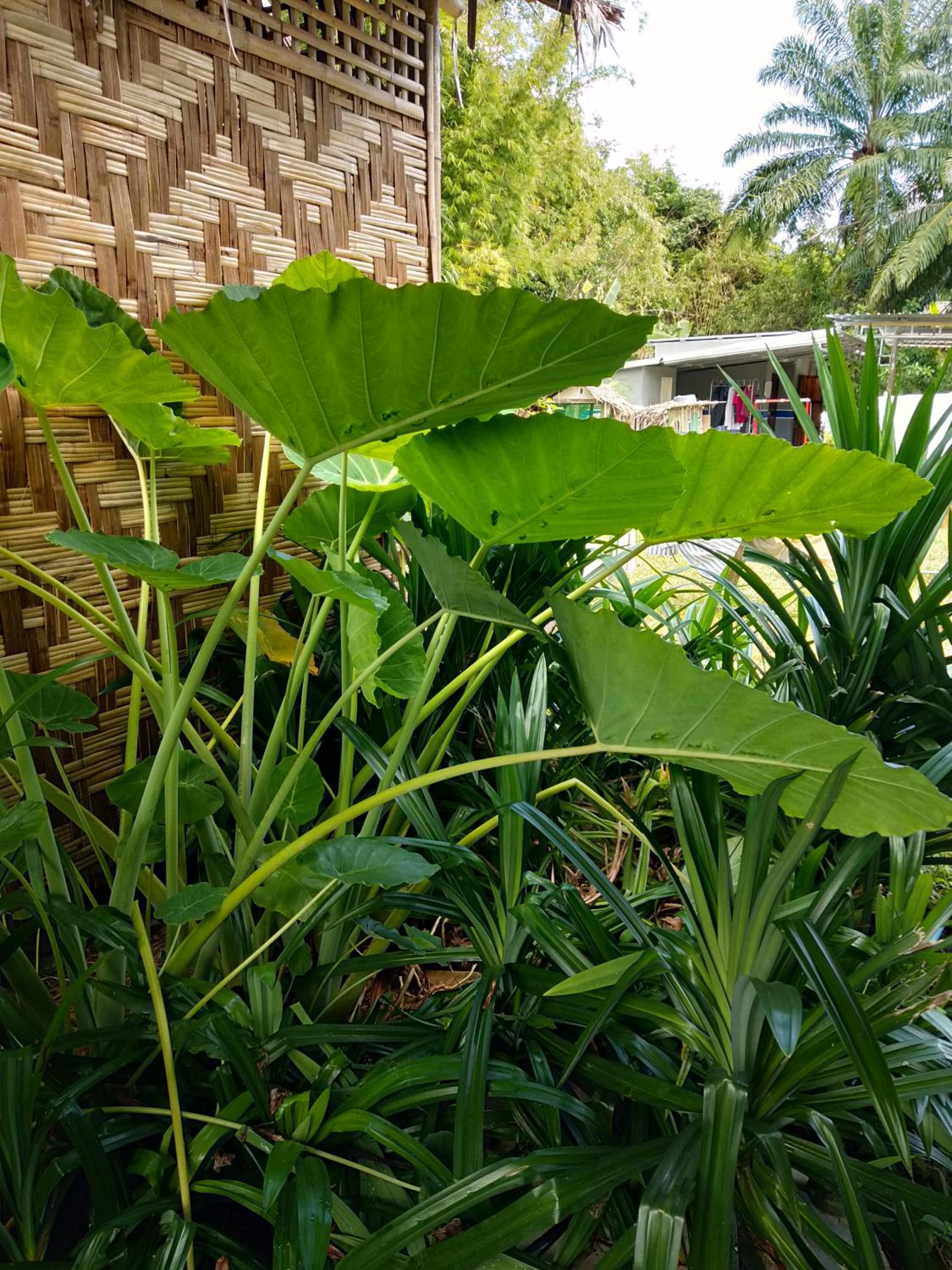 Bungalow with Fan - Photo 15