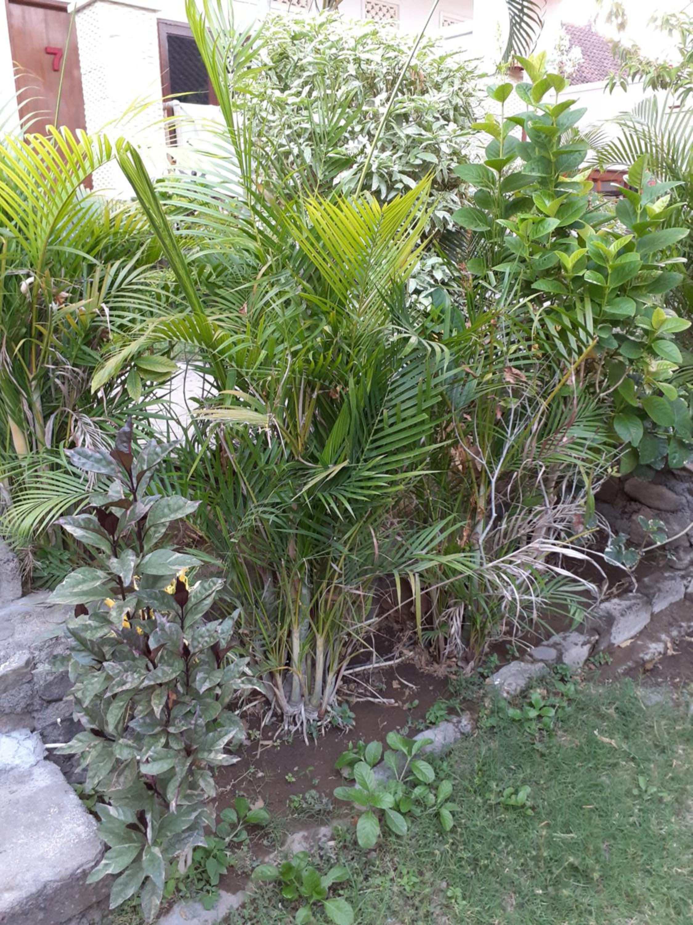 Studio with Garden View photo 2