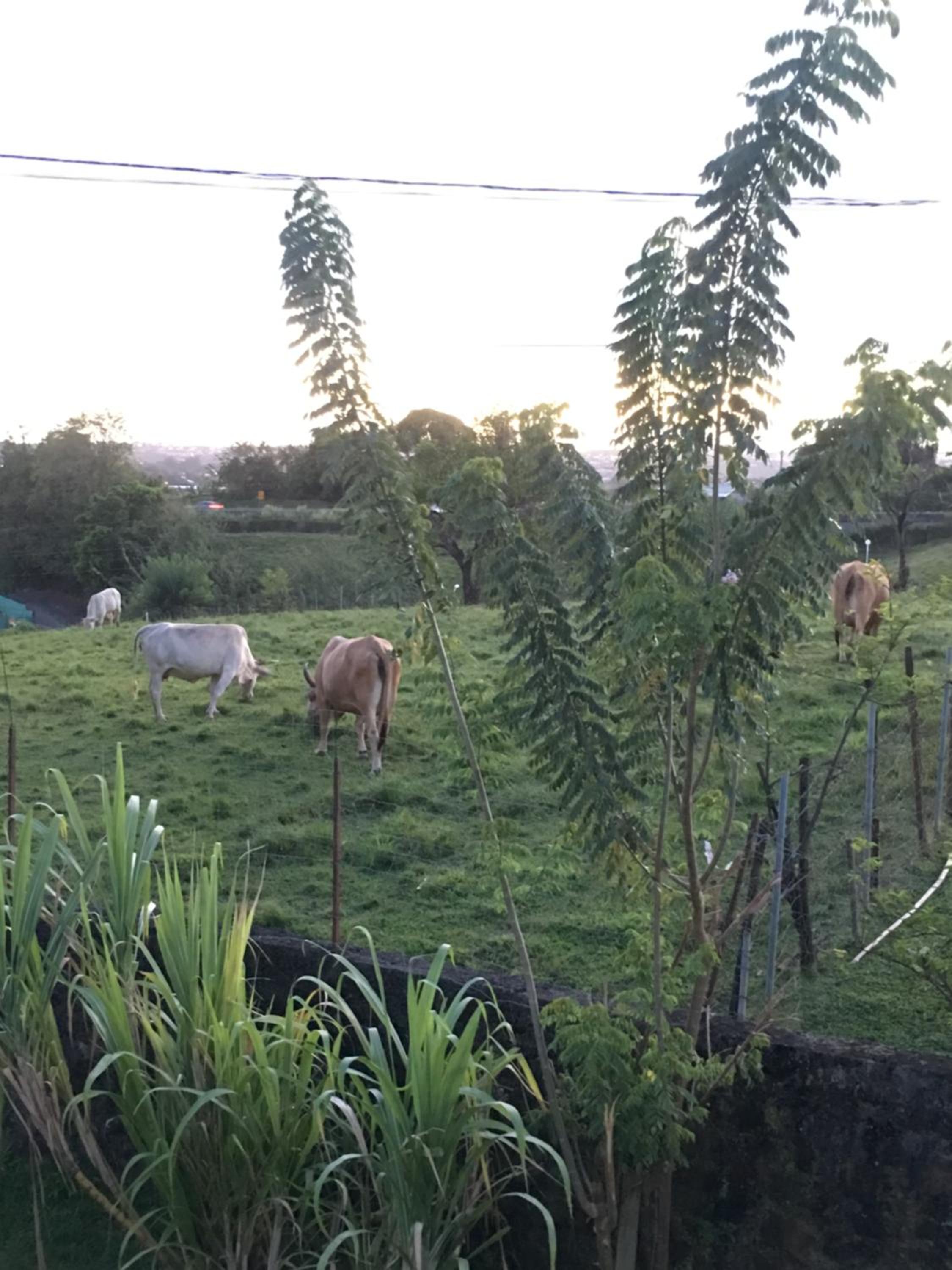 Studio With Garden View photo 2