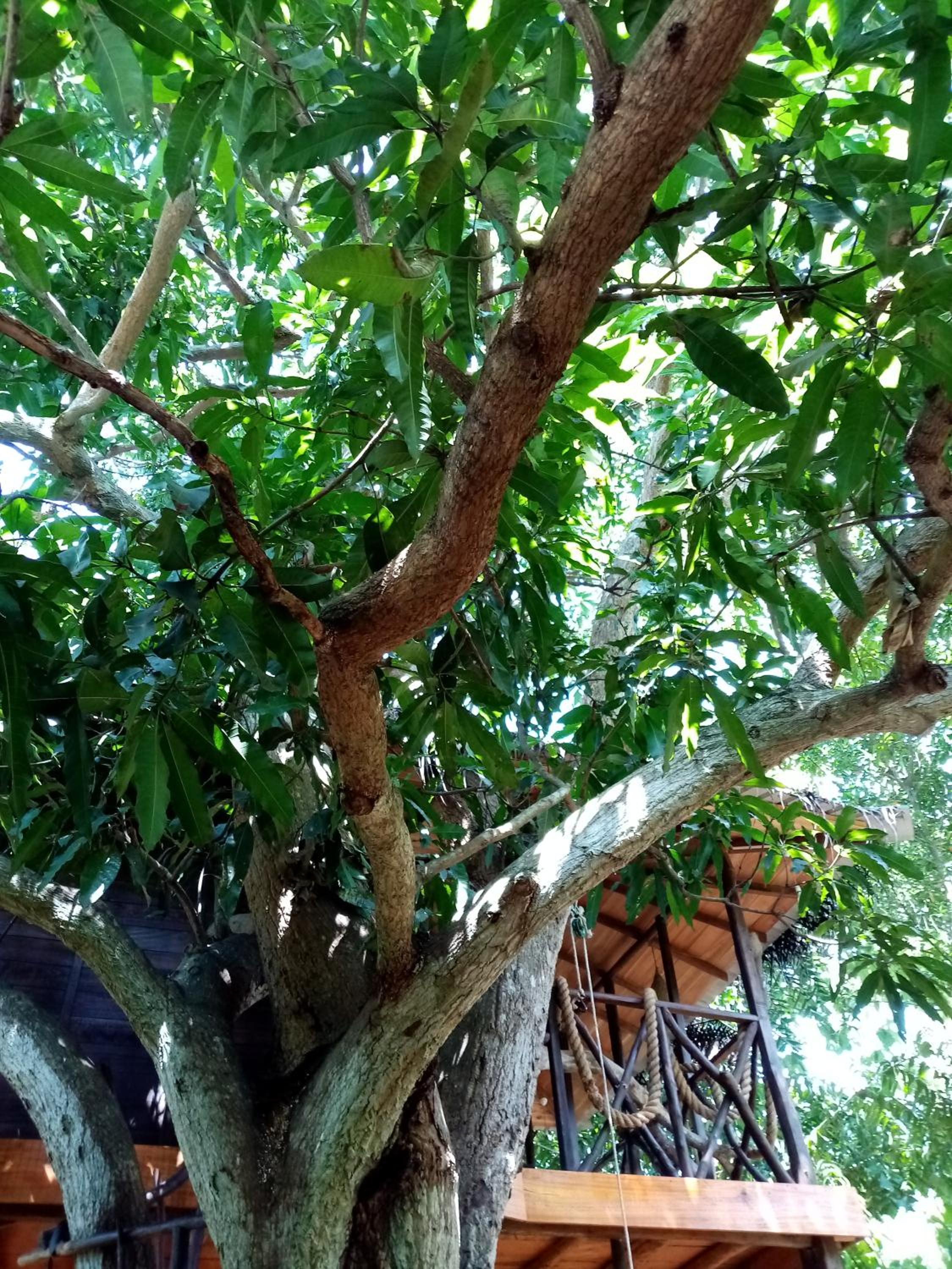 Treehouse photo 3