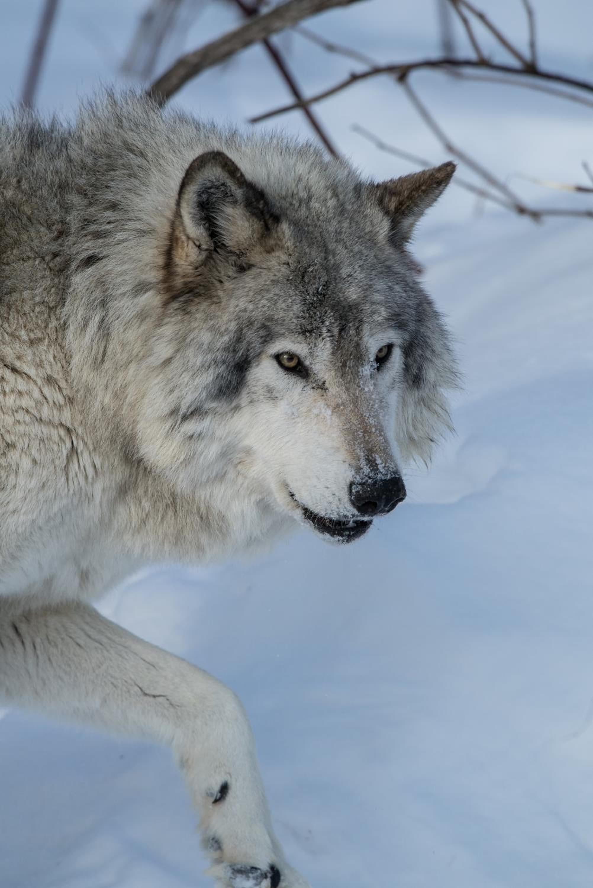 Lodge des loups (1362pi²) photo 3