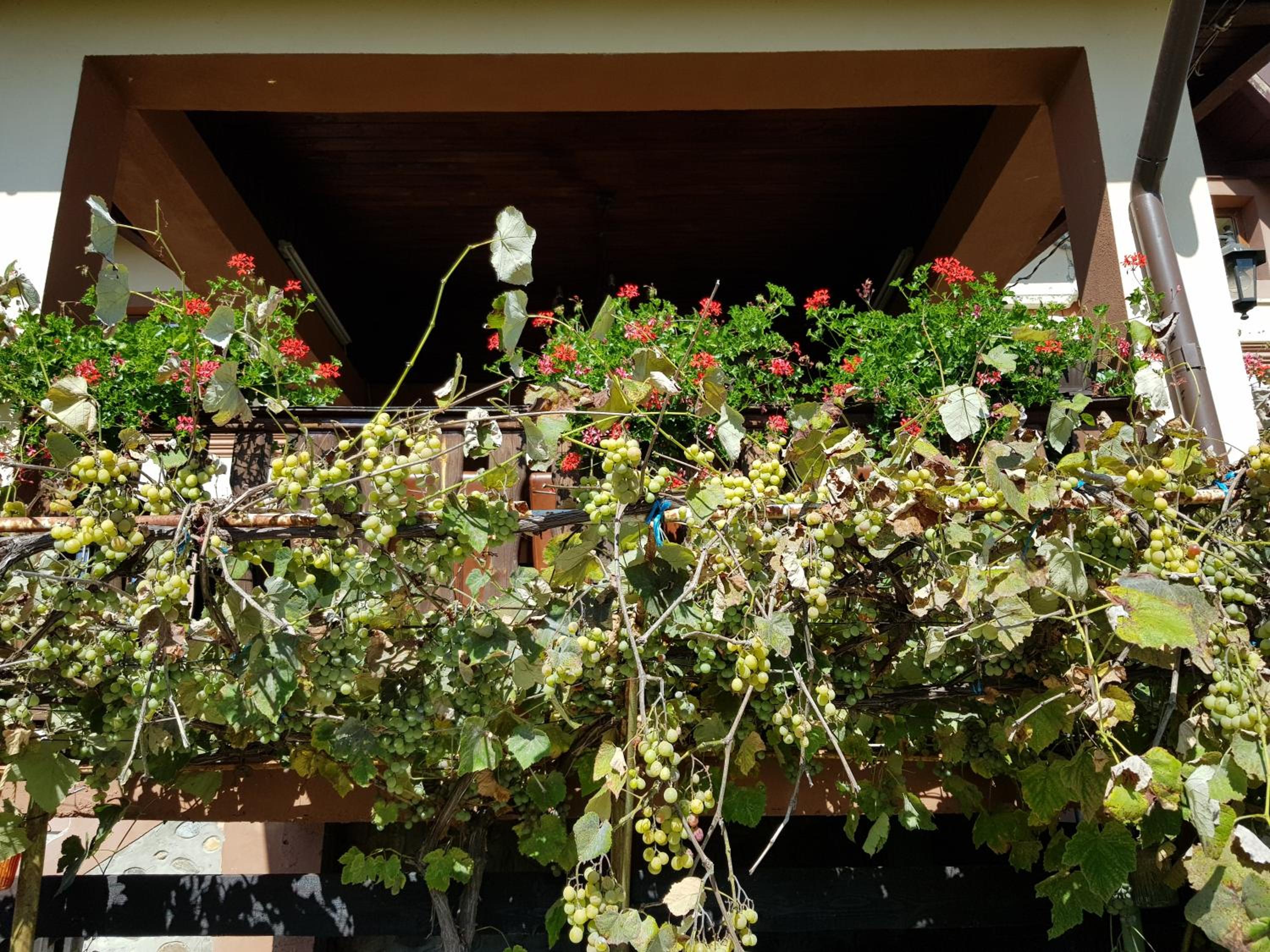 Villa - Photo 7