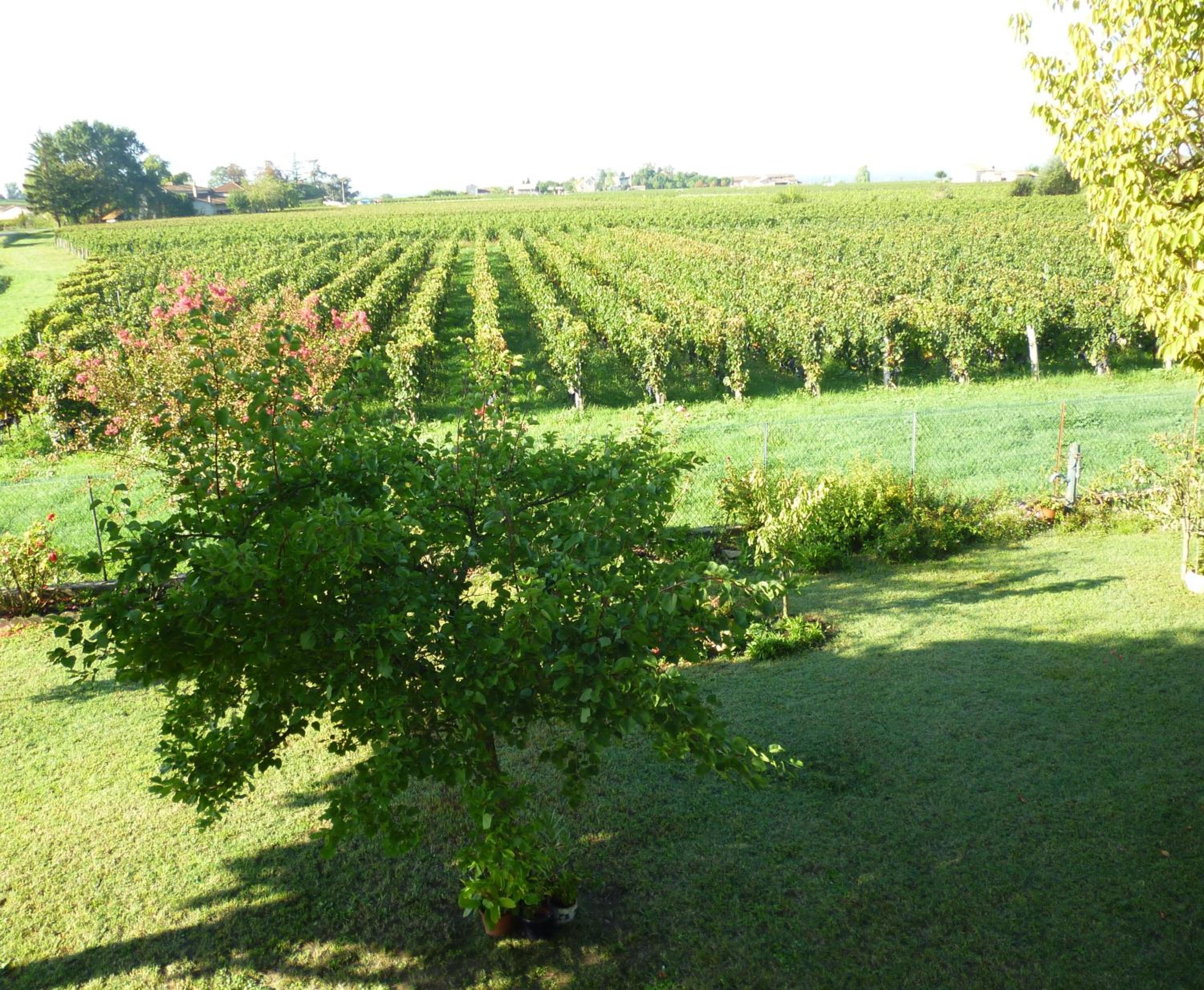 Double or Twin Room with Garden View