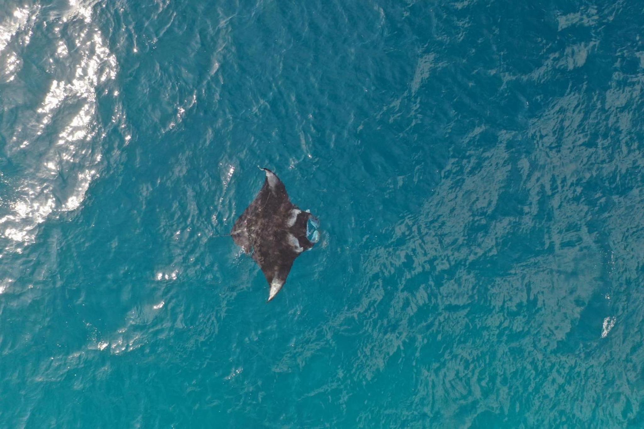 Deluxe Room (Manta Watching & Free Sandbank Excursion) photo 2