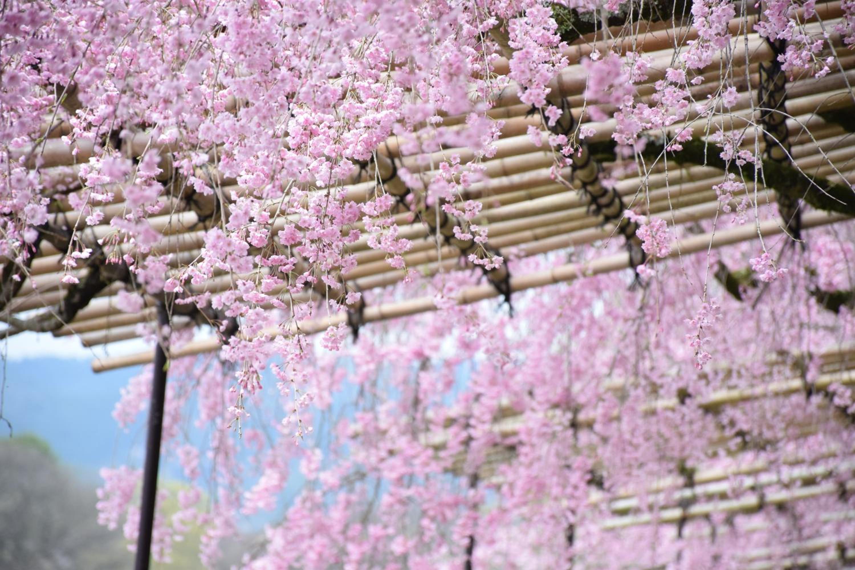 Japanese-Style Townhouse - Photo 18