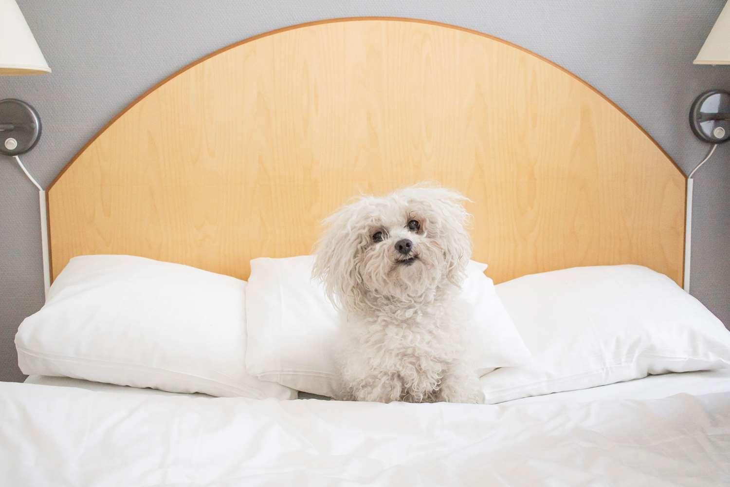 Standard Quadruple Room with Double Bed - Pet-Friendly/Non-Smoking - Photo 4