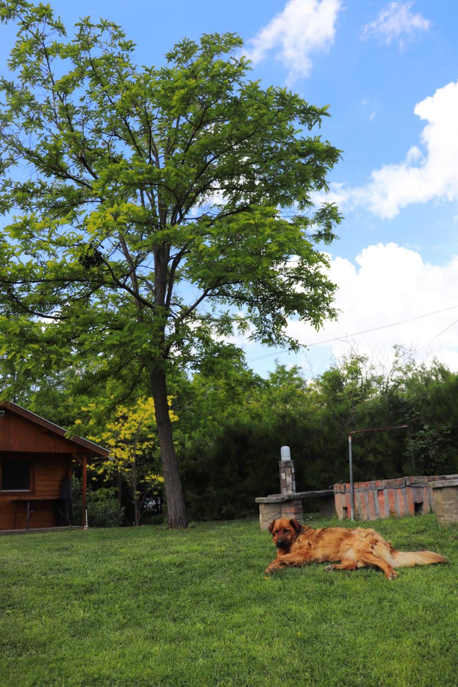 Wood House - Photo 15