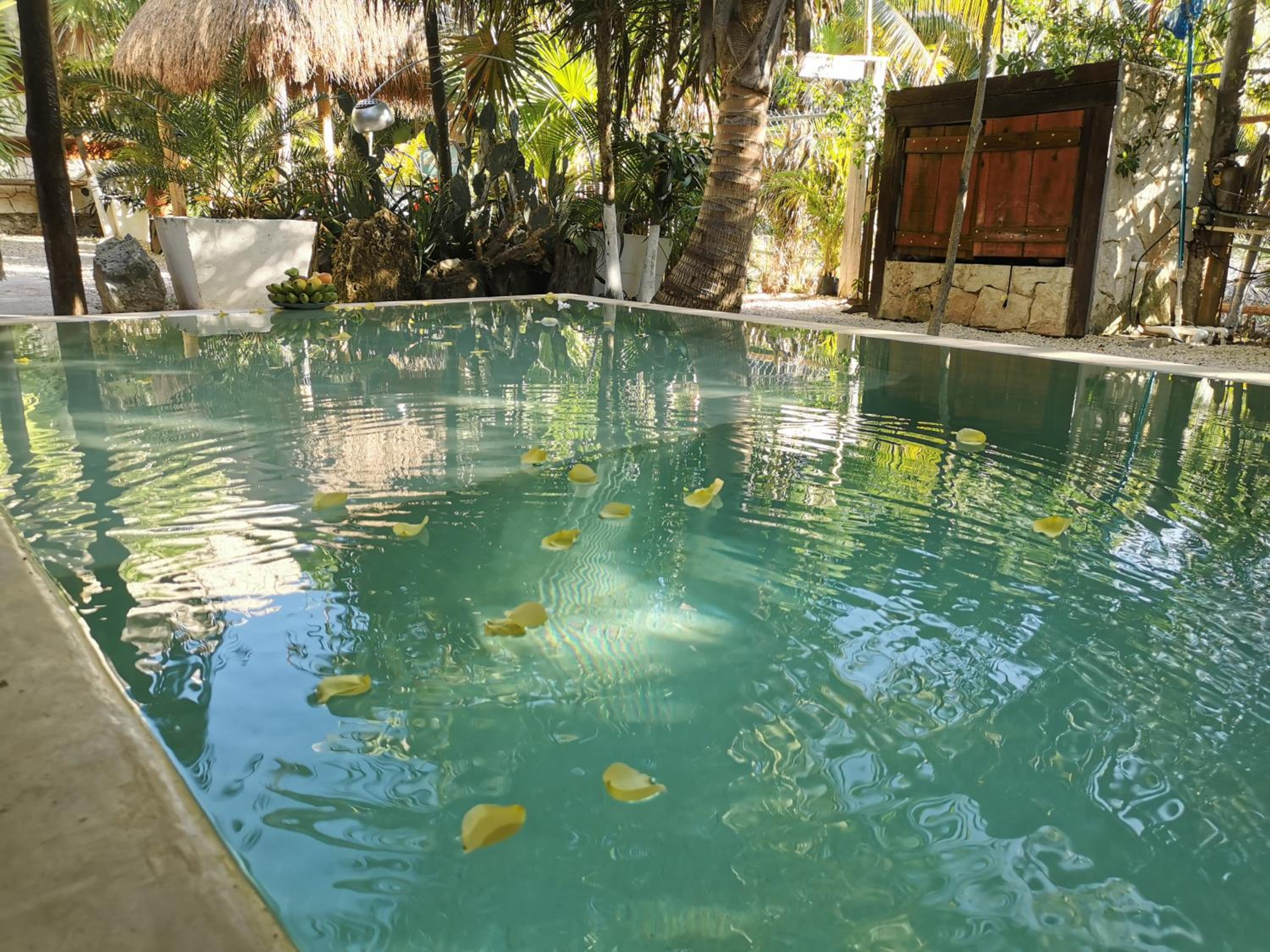 Superior Double or Twin Room with Jungle View - Photo 46