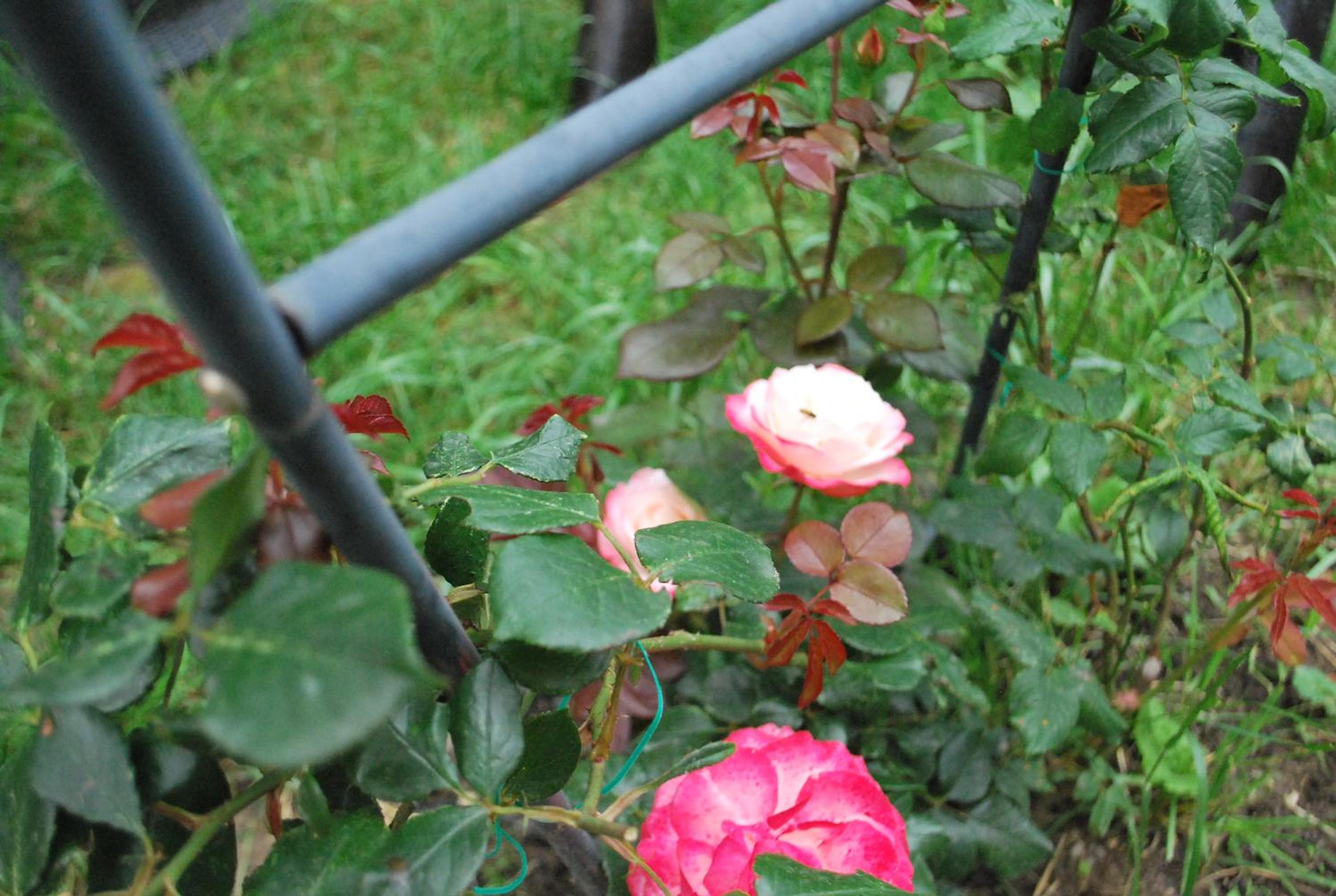 Villa - Photo 16
