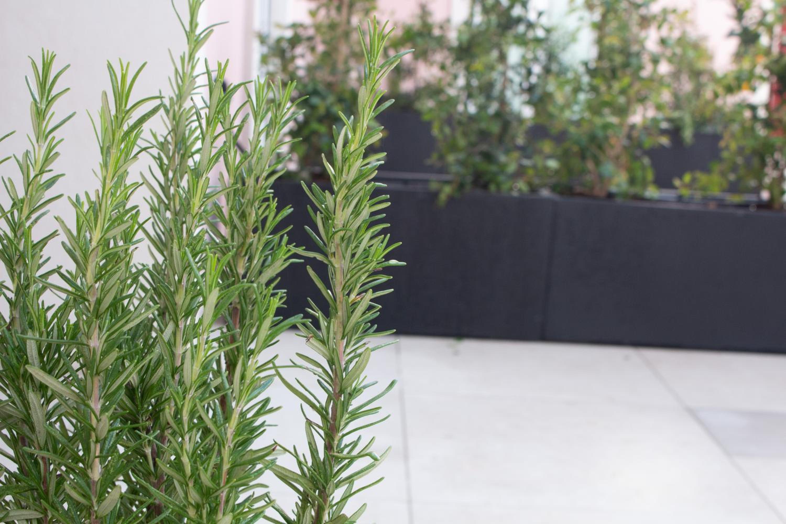 Studio with Garden View - Photo 5