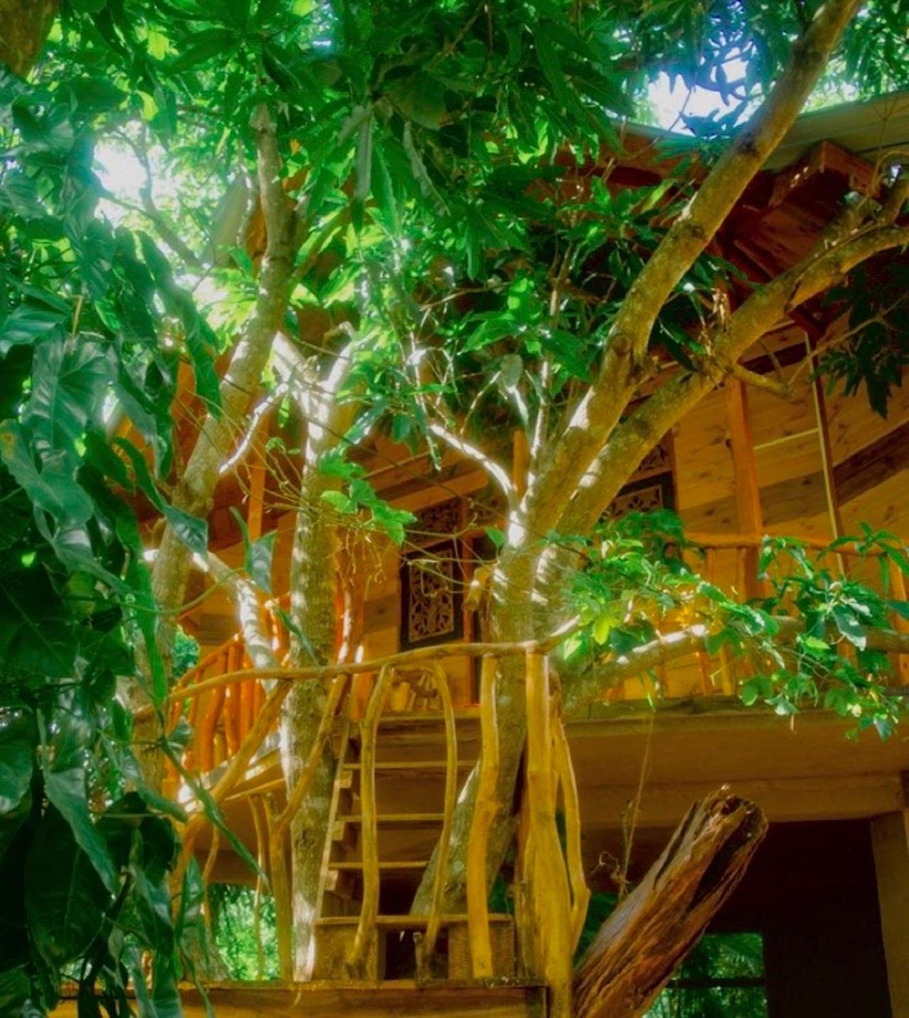 Tree House photo 3