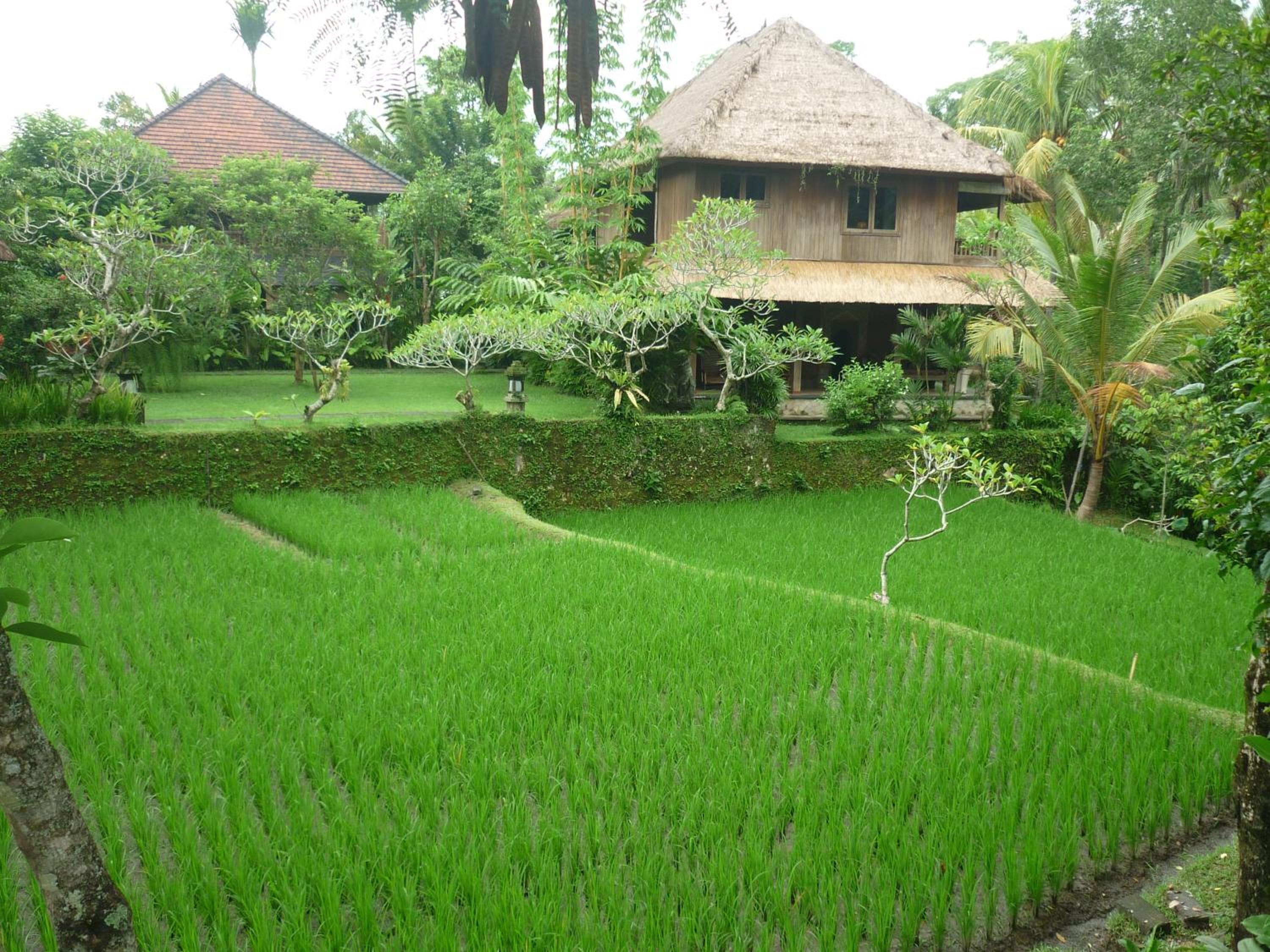 Deluxe Rice field View - Photo 11