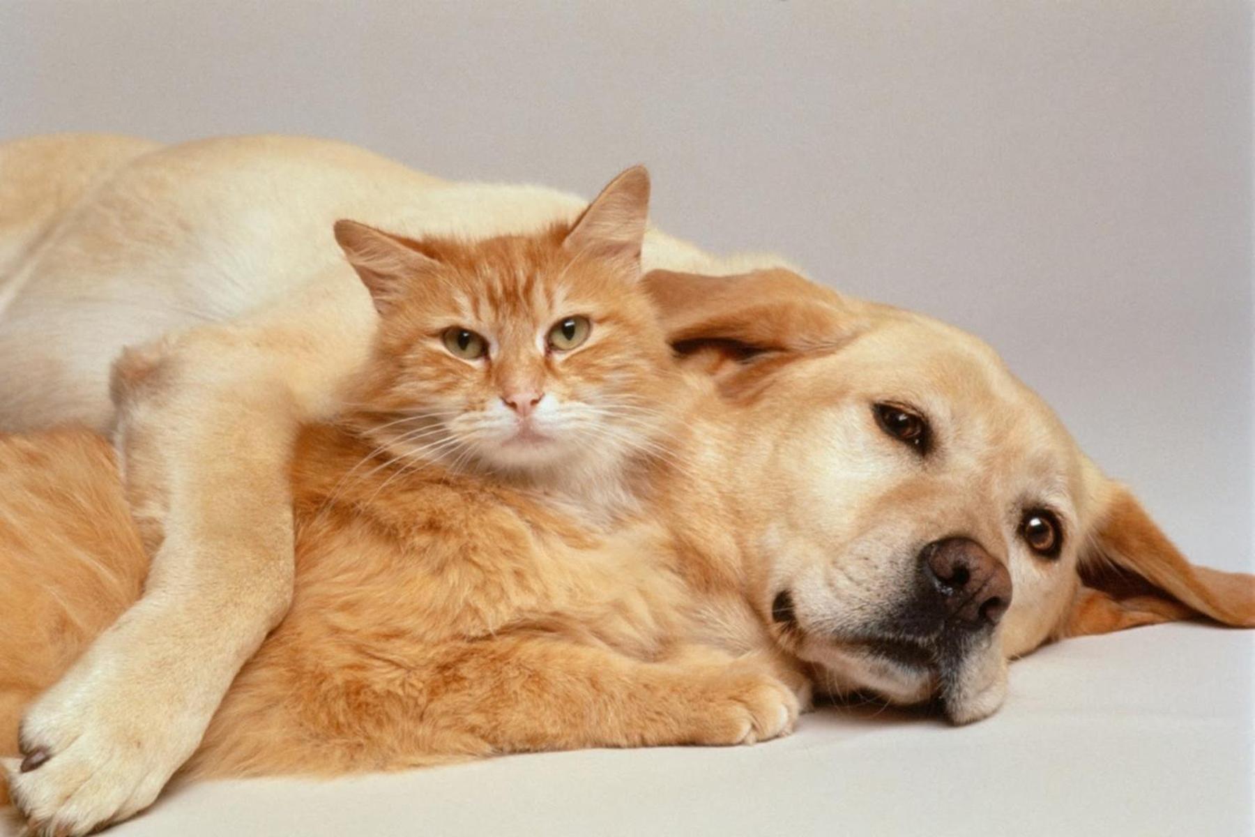 Pet Friendly King Room - Non-Smoking