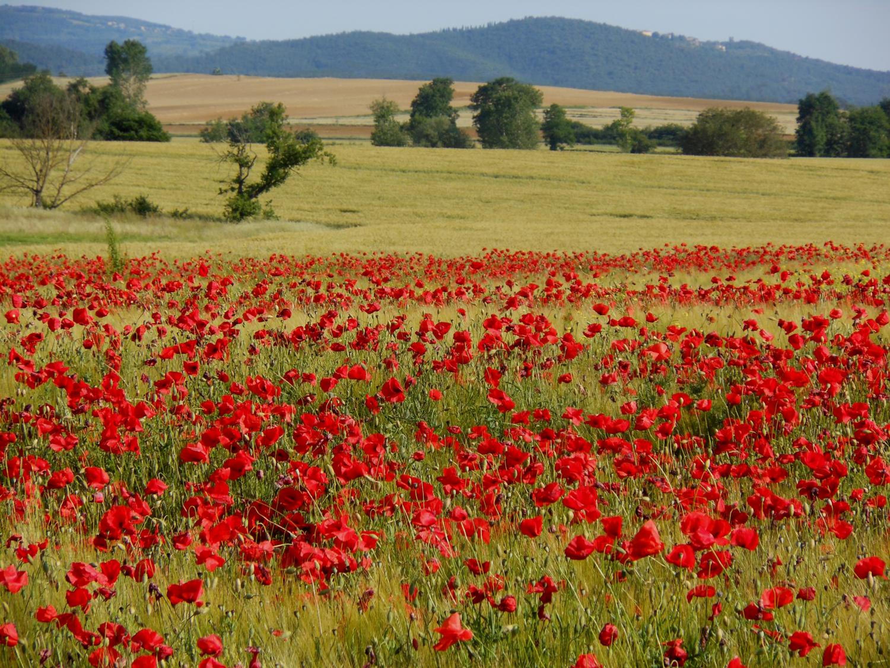 Superior One-Bedroom Apartment photo 2
