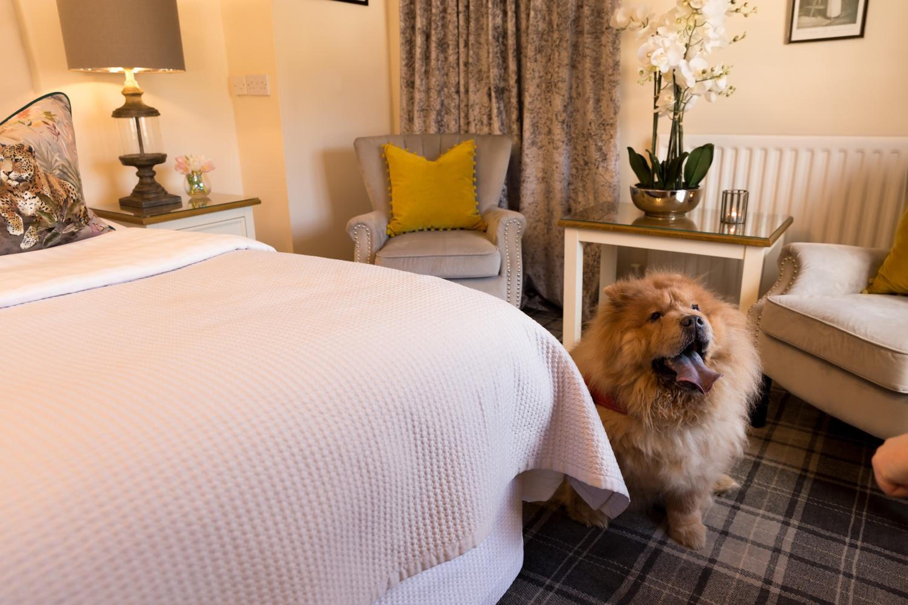 Superior Suite - Photo 4