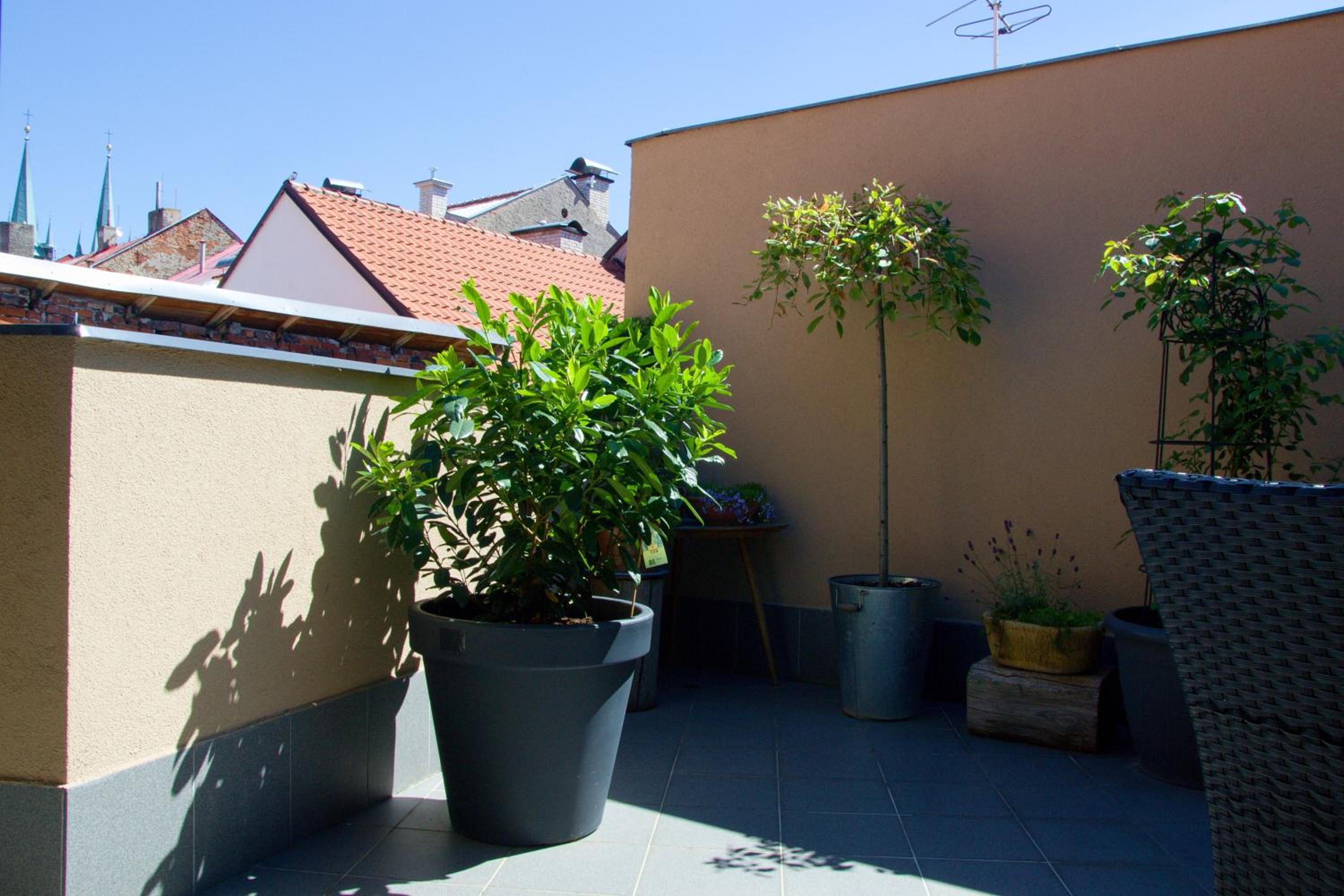 Apartment with Terrace photo 3
