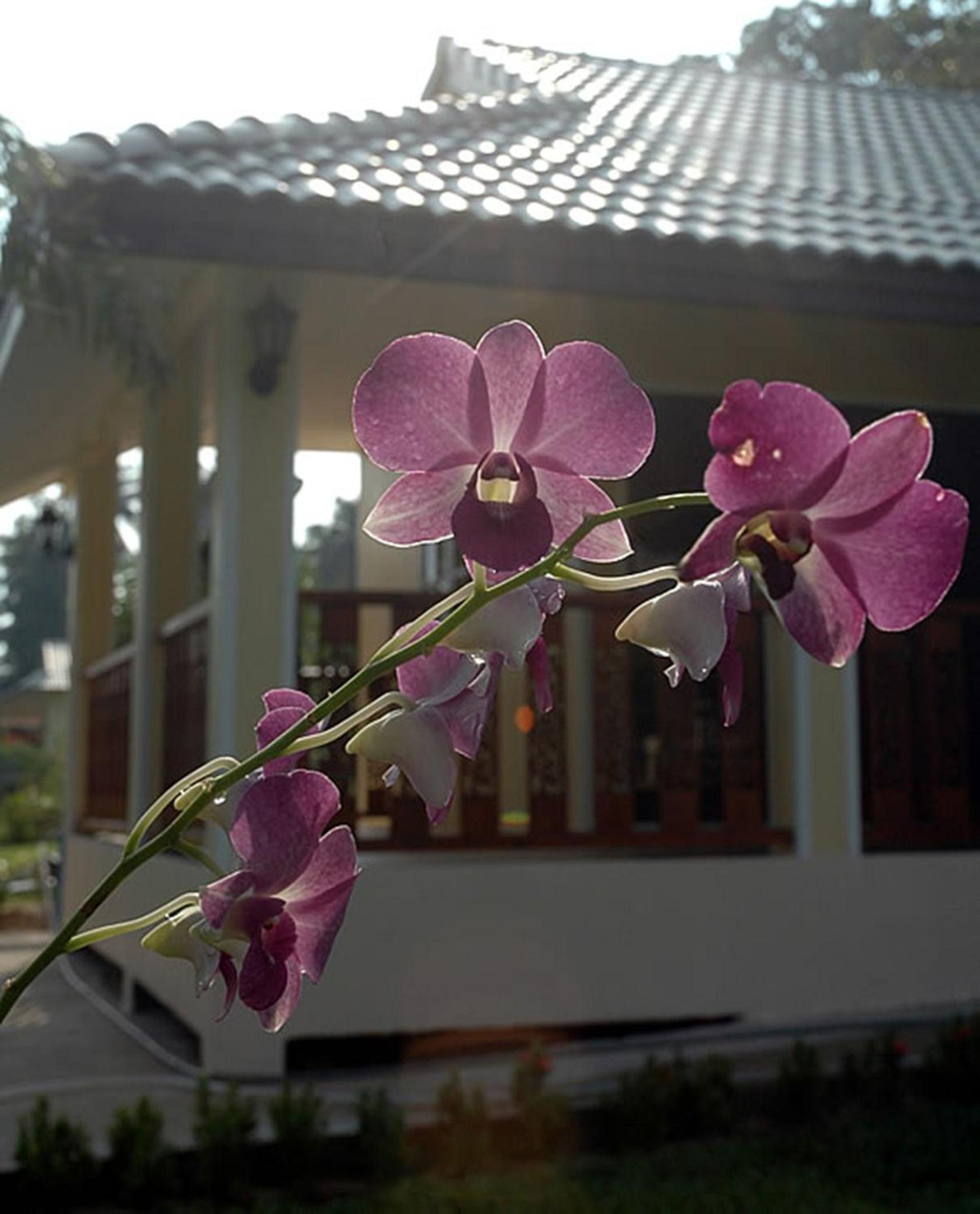 One-Bedroom Bungalow photo 2