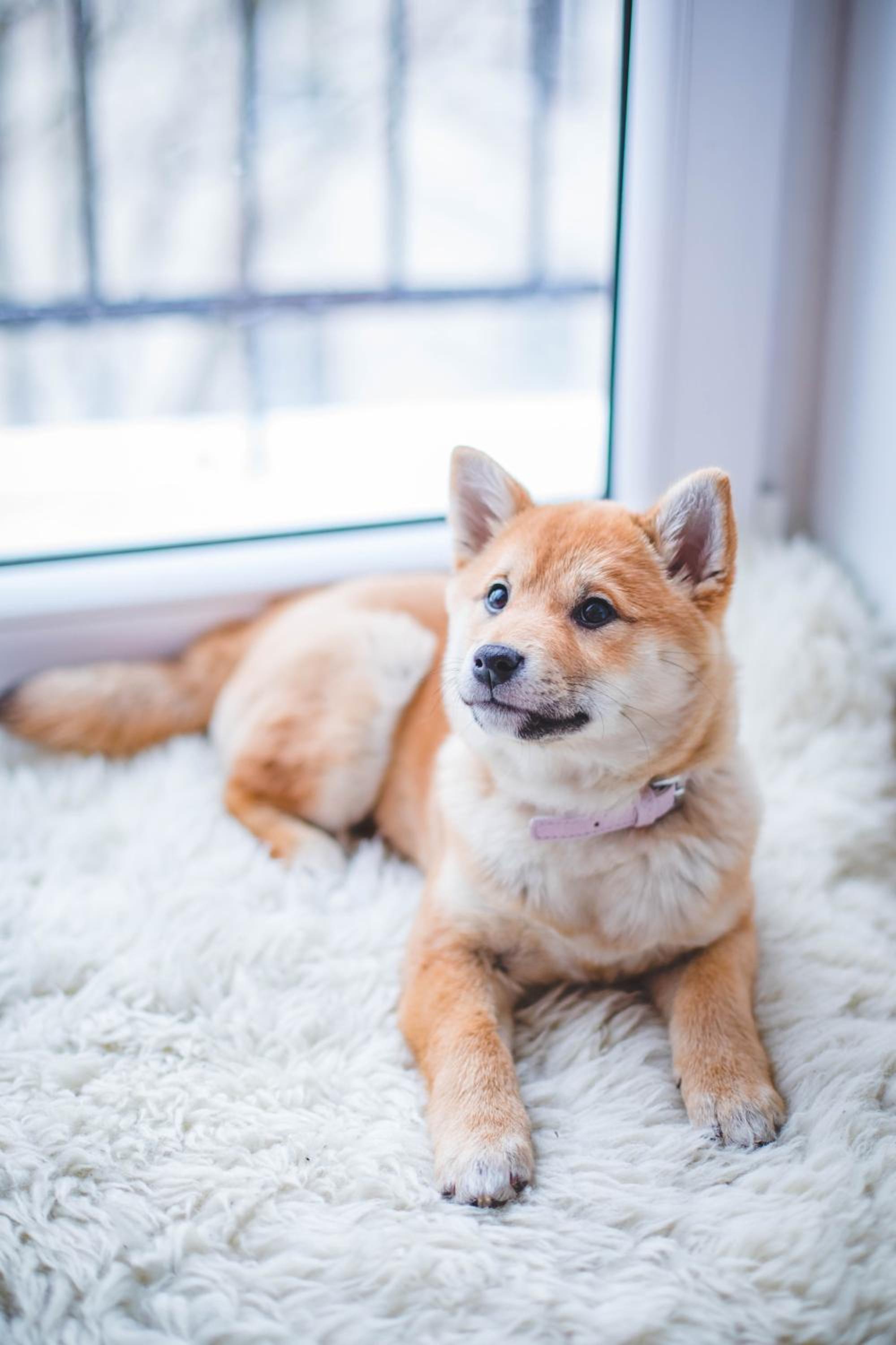 Double Room - Pet-Friendly photo 2