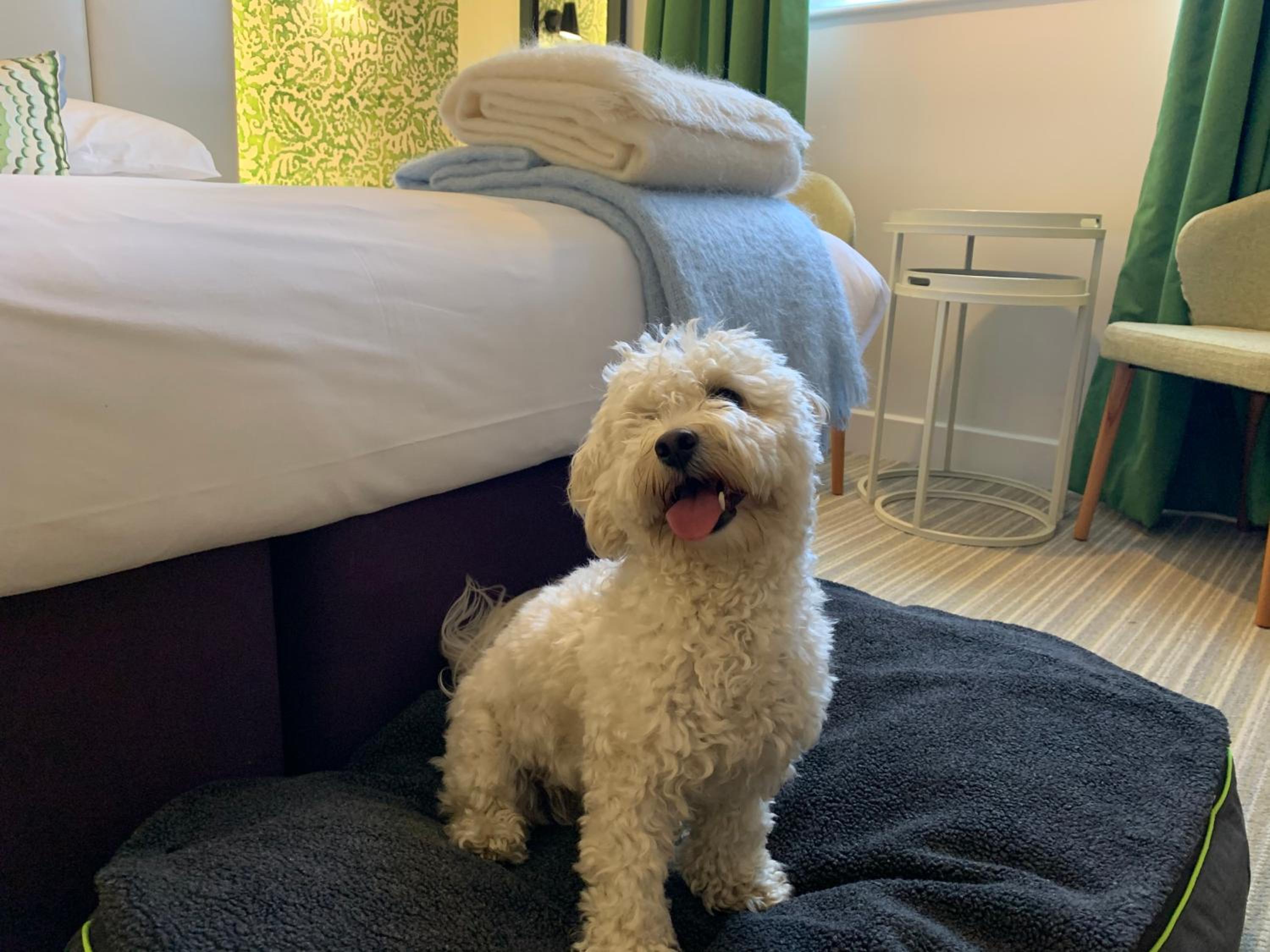 Deluxe Double Room - Dog Friendly - Photo 3