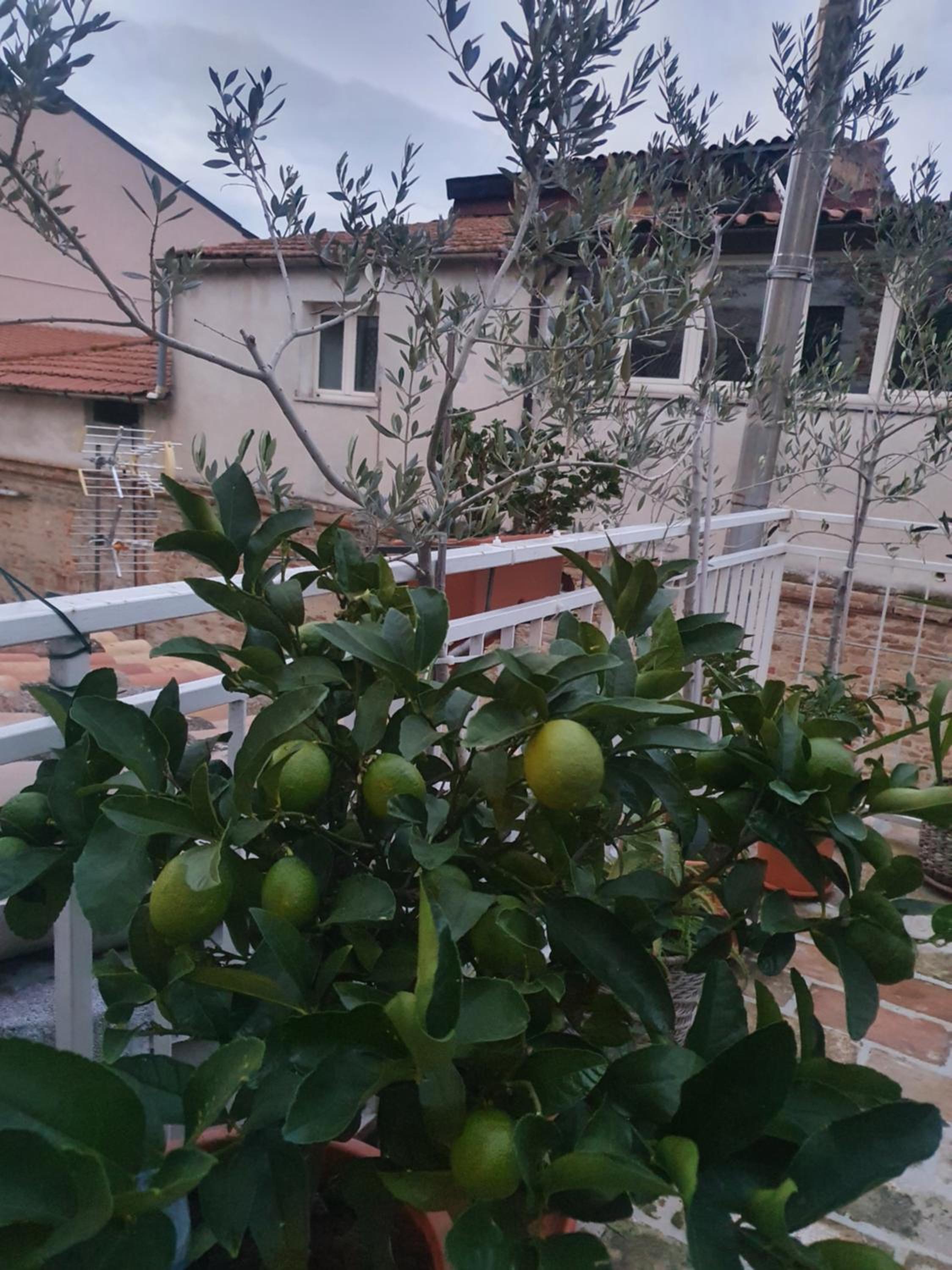 Apartment with Terrace - Photo 47