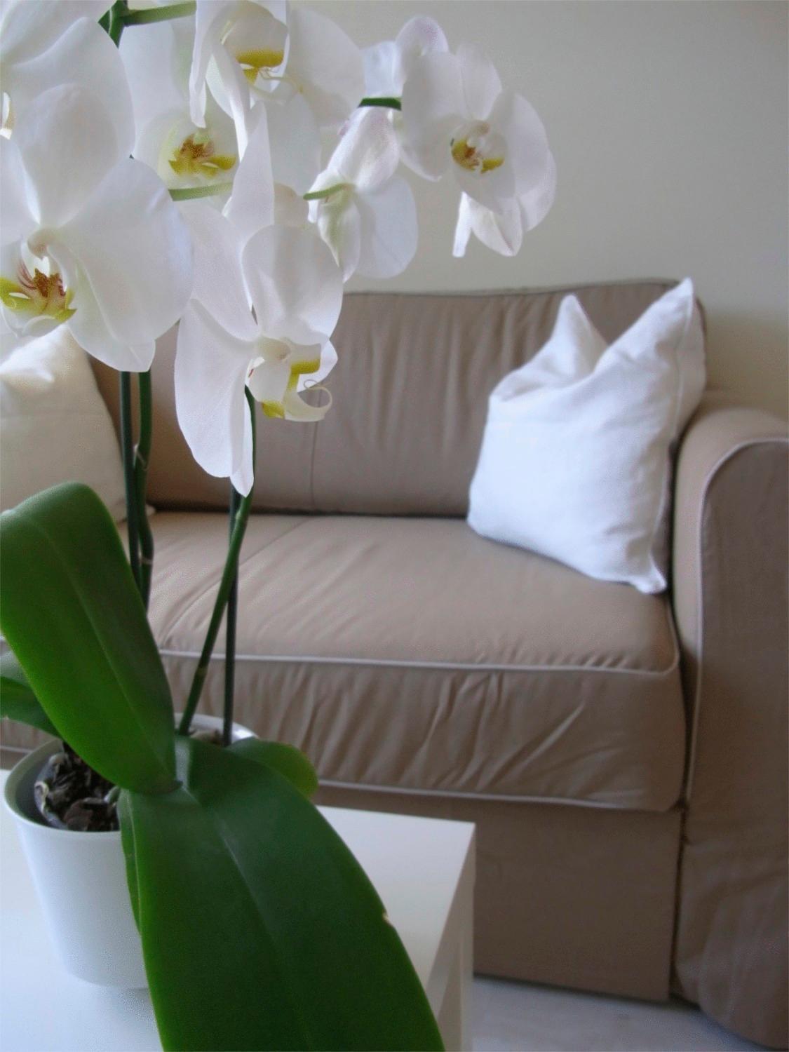 Apartment (2 Adults) photo 3
