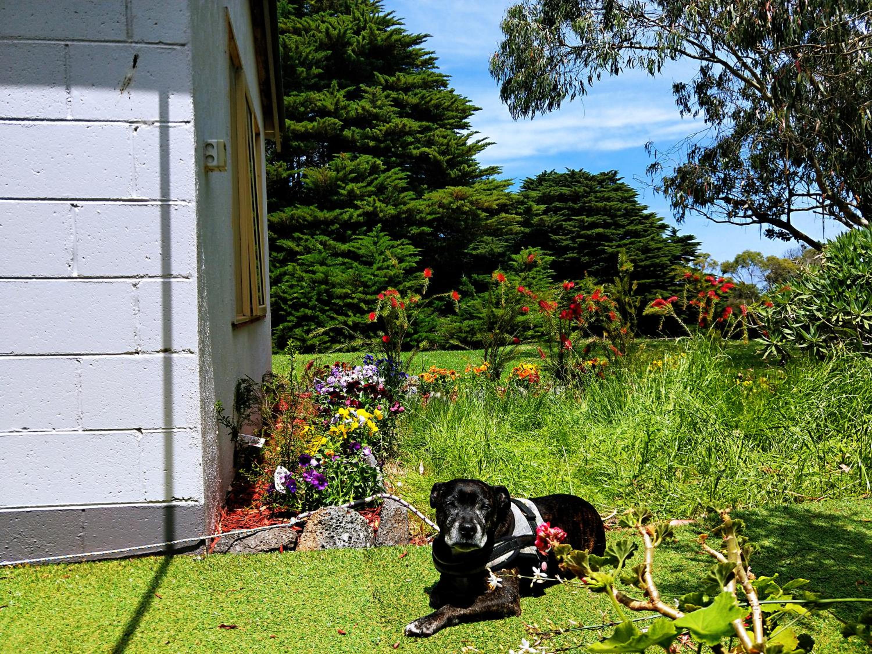 Pet Friendly - King Bed Cottage With Garden View photo 2