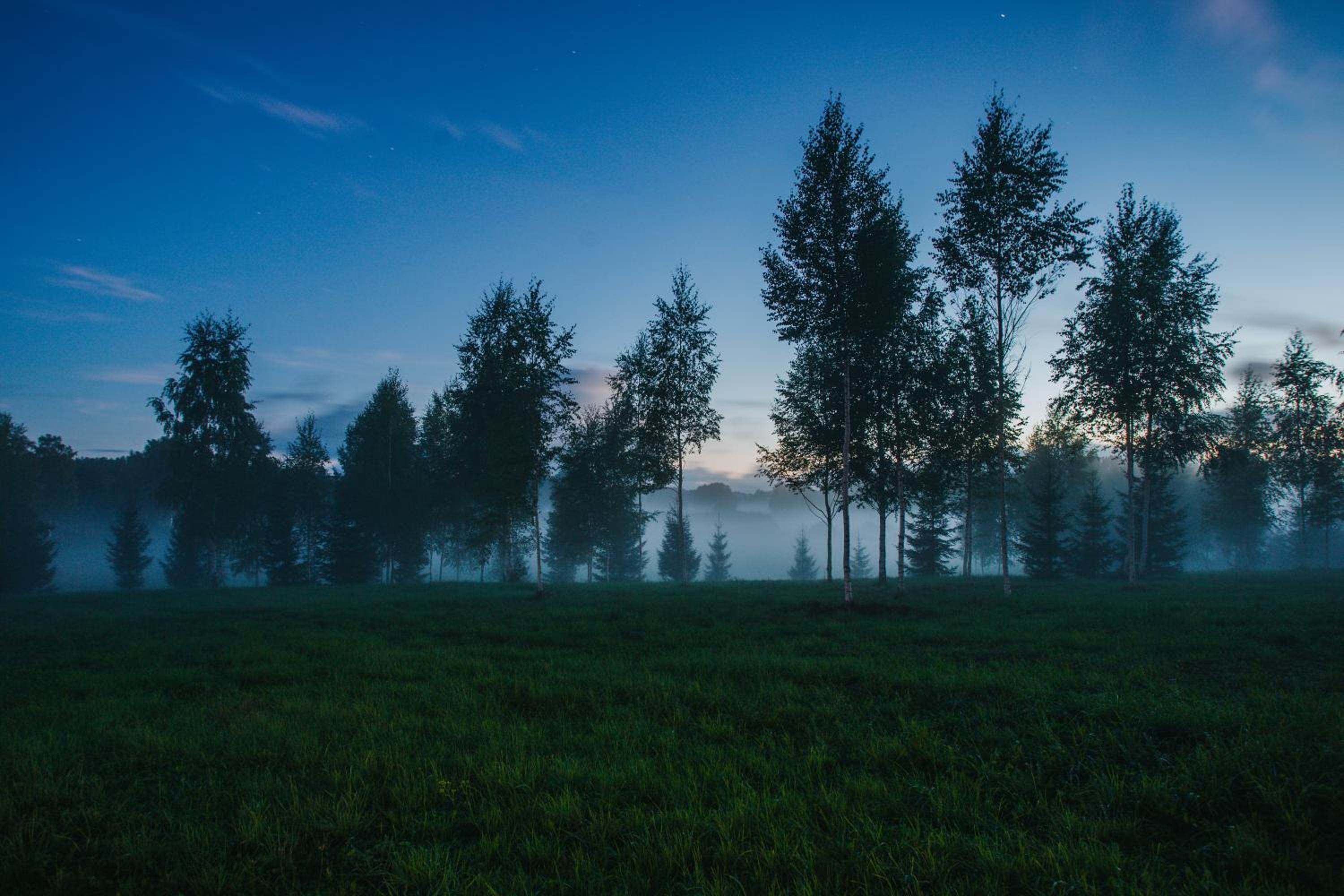 Tent Birches - Photo 33