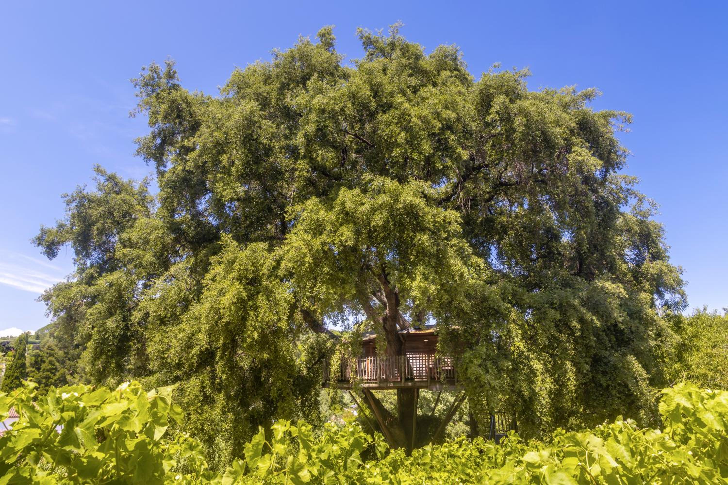 Tree House - Free Access to Spa and Private Beach photo 3