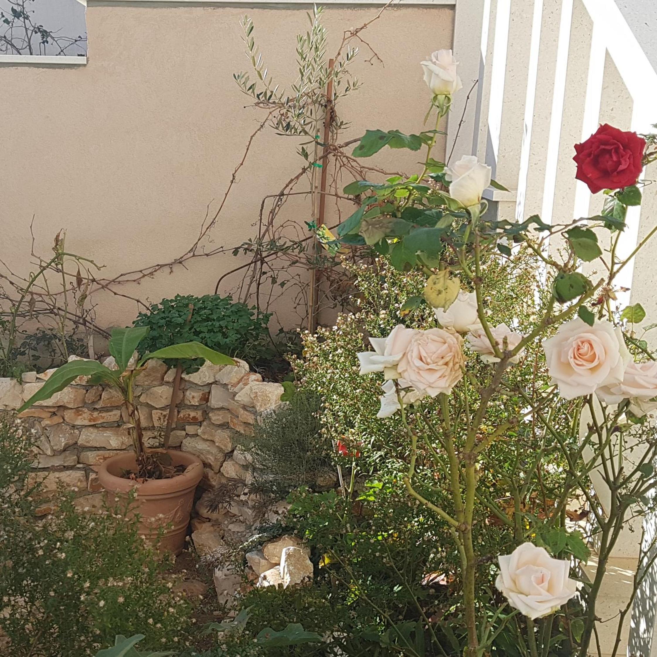 Studio with Garden View photo 3
