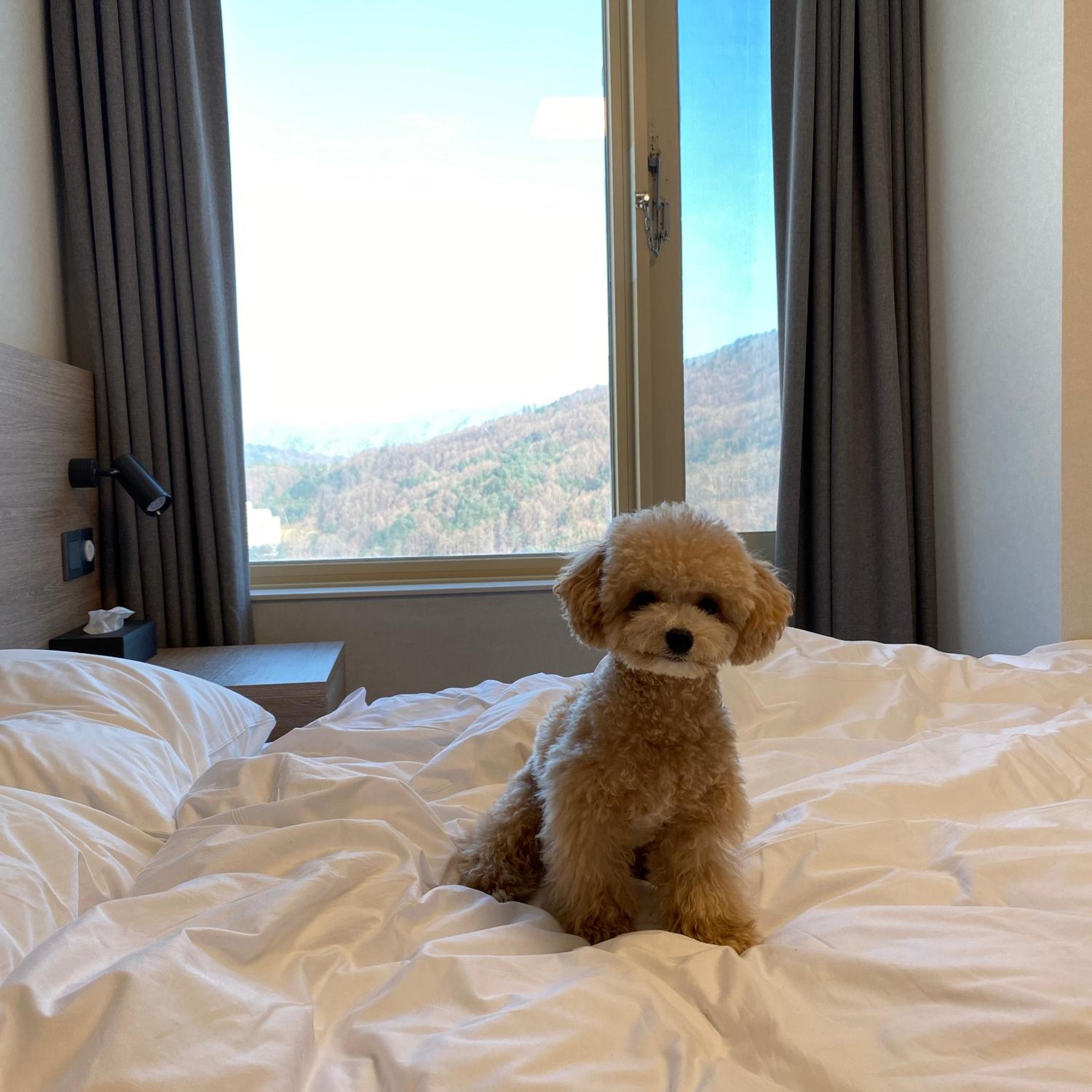 [Upgrade Event, Pet Friendly] Standard Condo(20py) To Pet Room