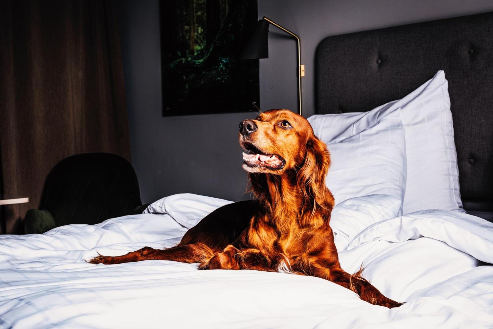 Double Room - Pet Friendly